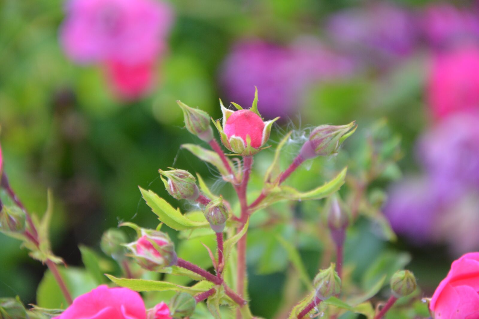 Nikon D5200 sample photo. Rose bud, rosebush, pink photography