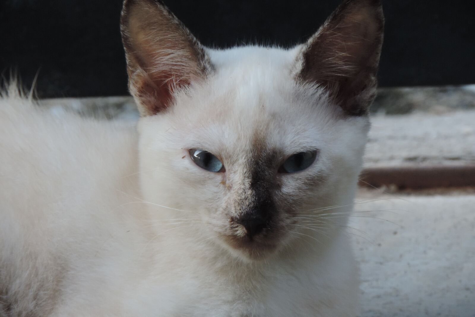 Nikon Coolpix P520 sample photo. Gata, cat, white photography