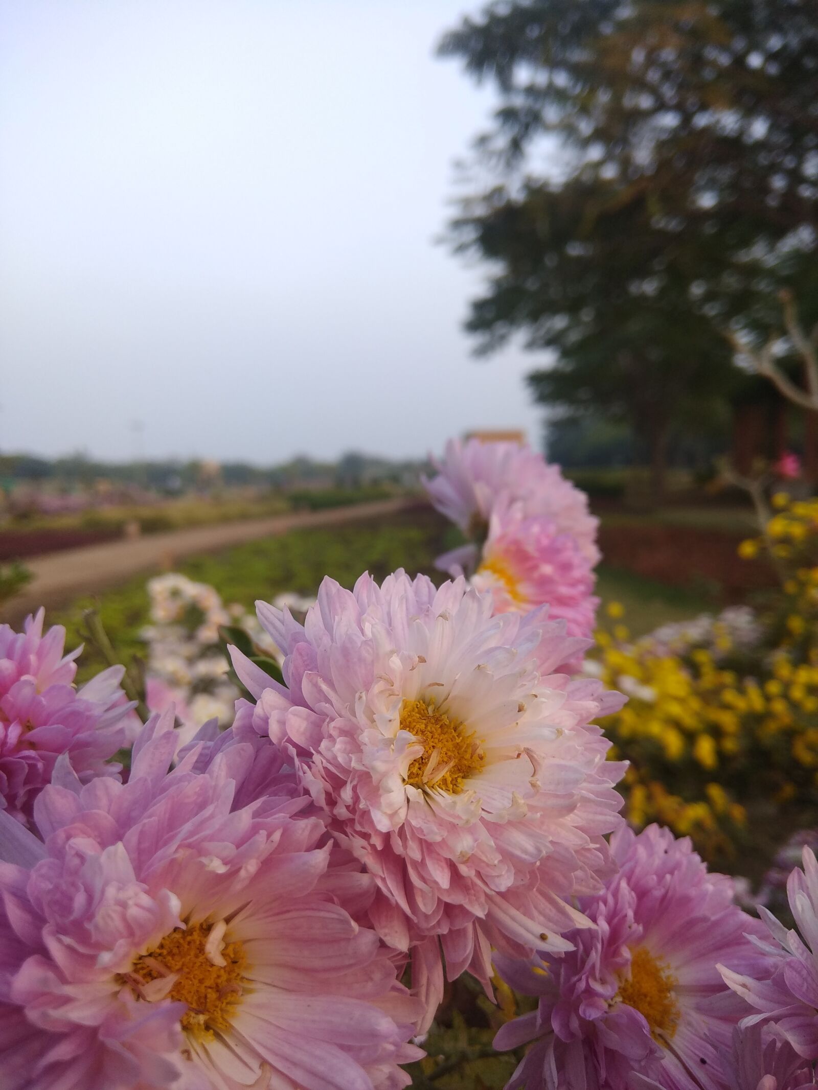 Xiaomi Redmi Note 4 sample photo. Flower, garden, nature photography