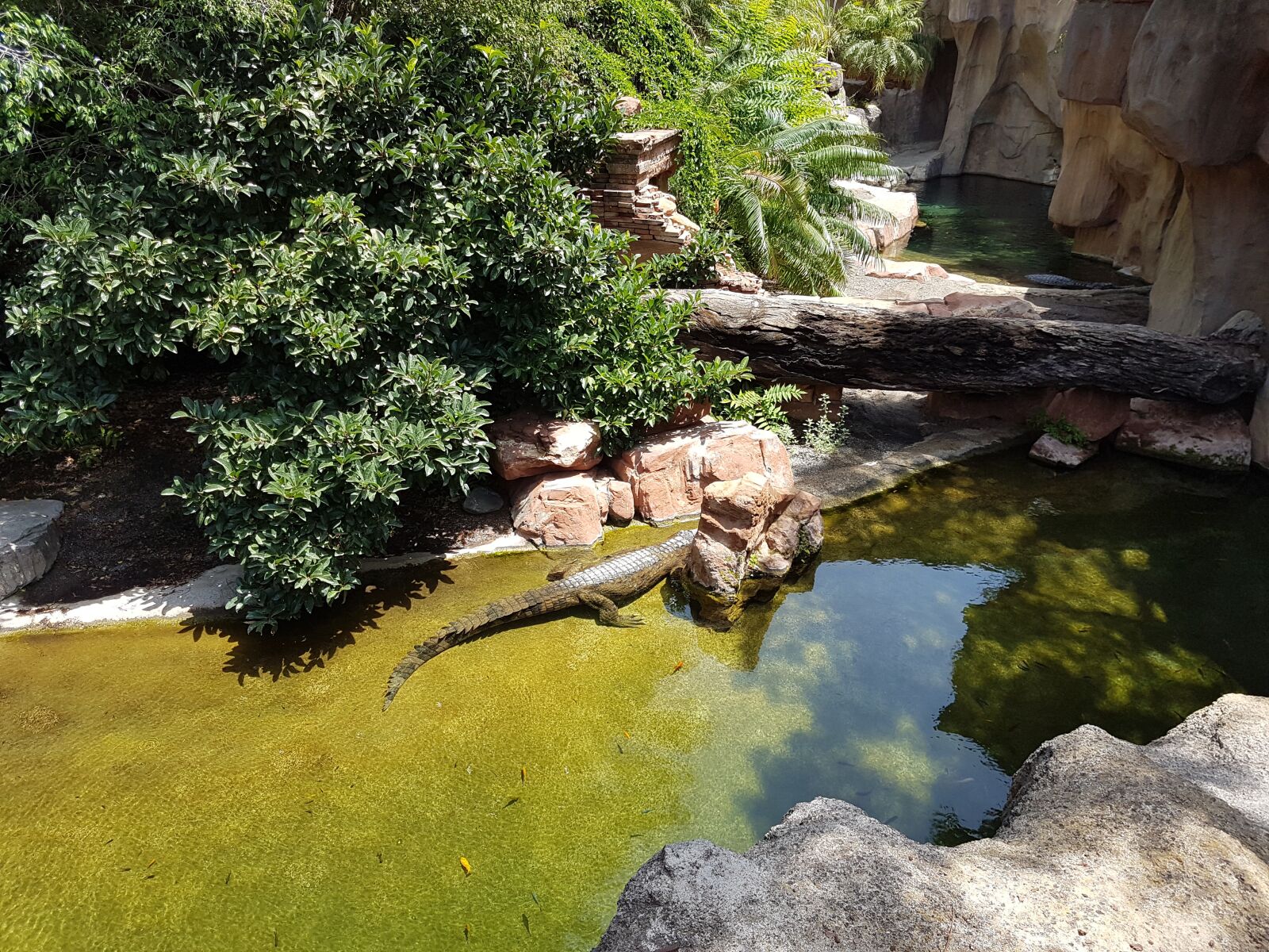 Samsung Galaxy S7 sample photo. Zoo, nature, summer photography