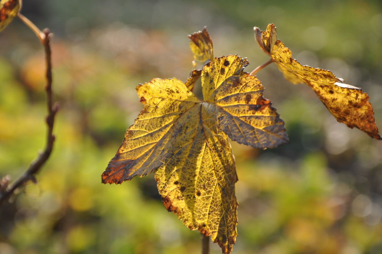 Nikon D90 sample photo. Leaf, yellow, autumn photography