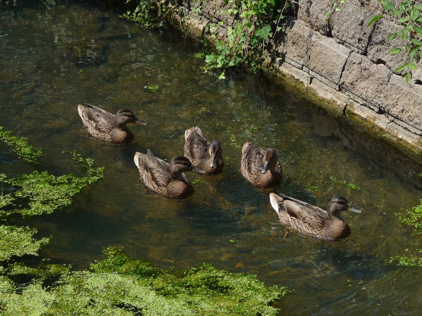Panasonic Lumix DMC-FZ28 sample photo. Ducks, river, animals photography