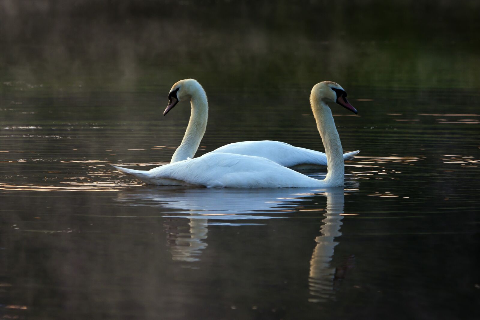 Canon EOS 40D + Canon EF 100-400mm F4.5-5.6L IS USM sample photo. Swans, the nature of photography
