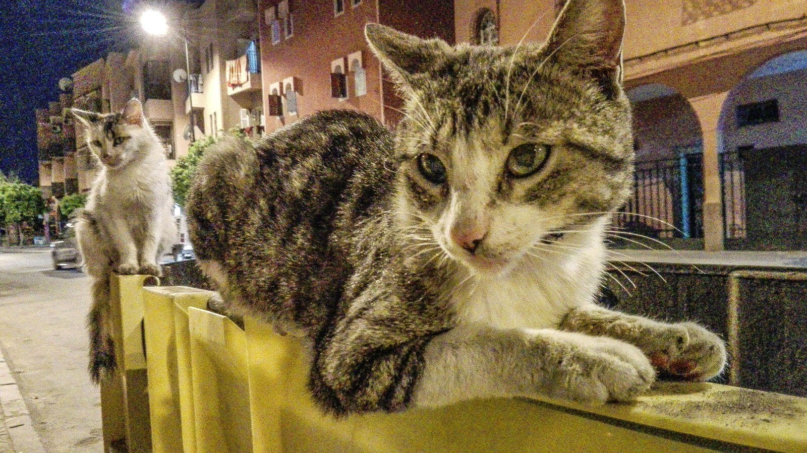 HUAWEI P8 Lite sample photo. Arabian, cats, beautiful, cat photography