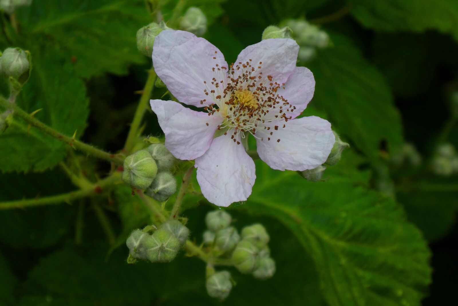 Panasonic Lumix DC-ZS70 (Lumix DC-TZ90) sample photo. Bramenbloesem, flower, bloom photography