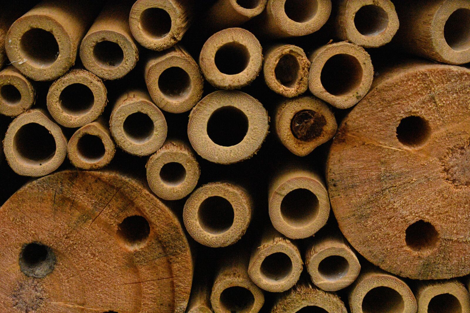 Nikon D3400 sample photo. Wood, forest, nature photography