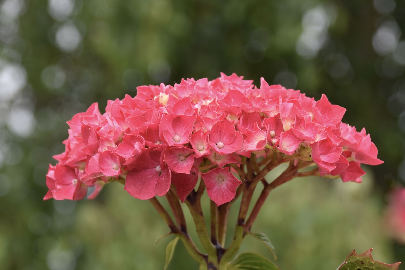 Nikon D5600 sample photo. Flower, flower hydrangeas, hydrangea photography