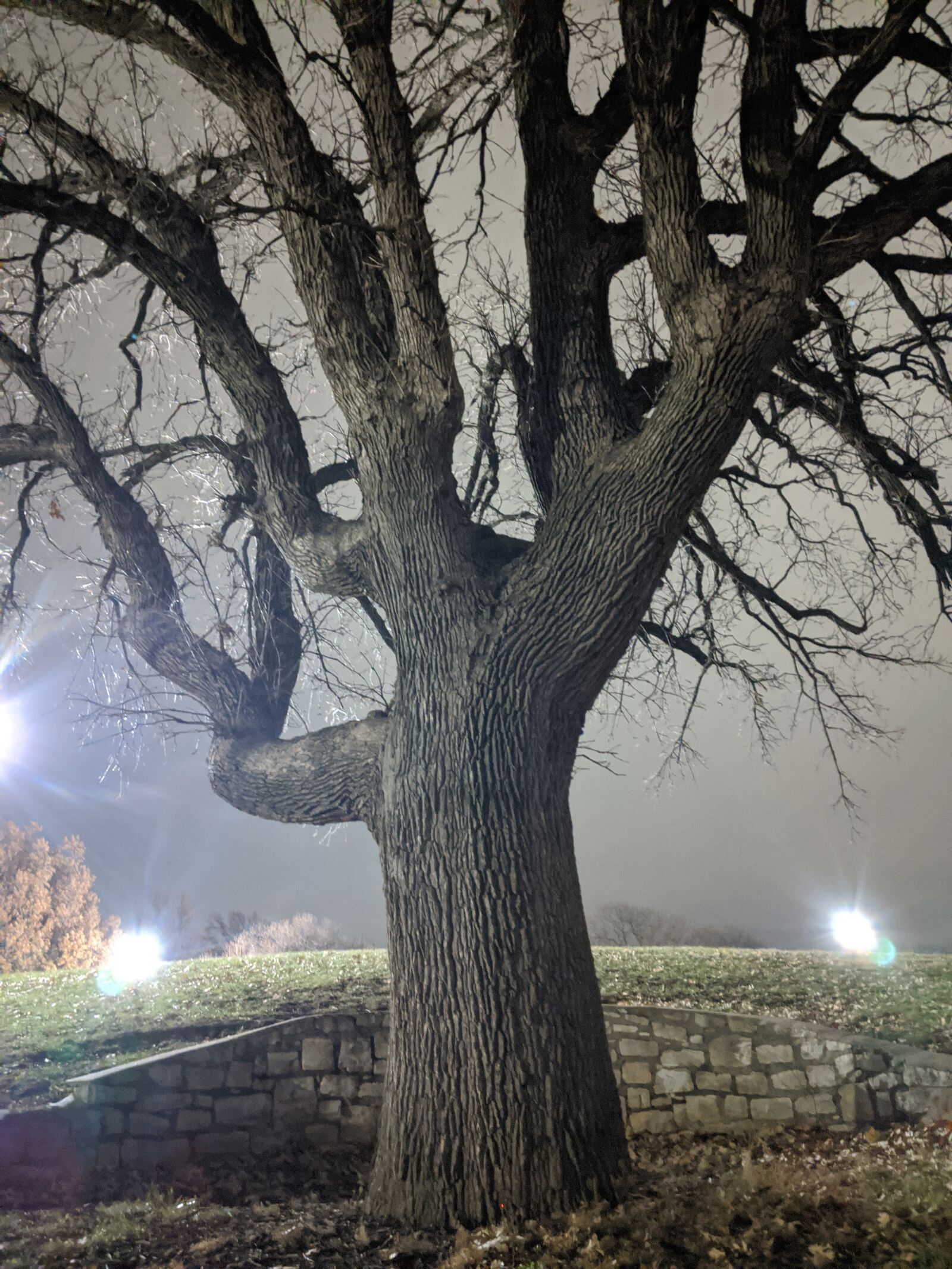 Google Pixel 2 sample photo. Tree, night, barren photography