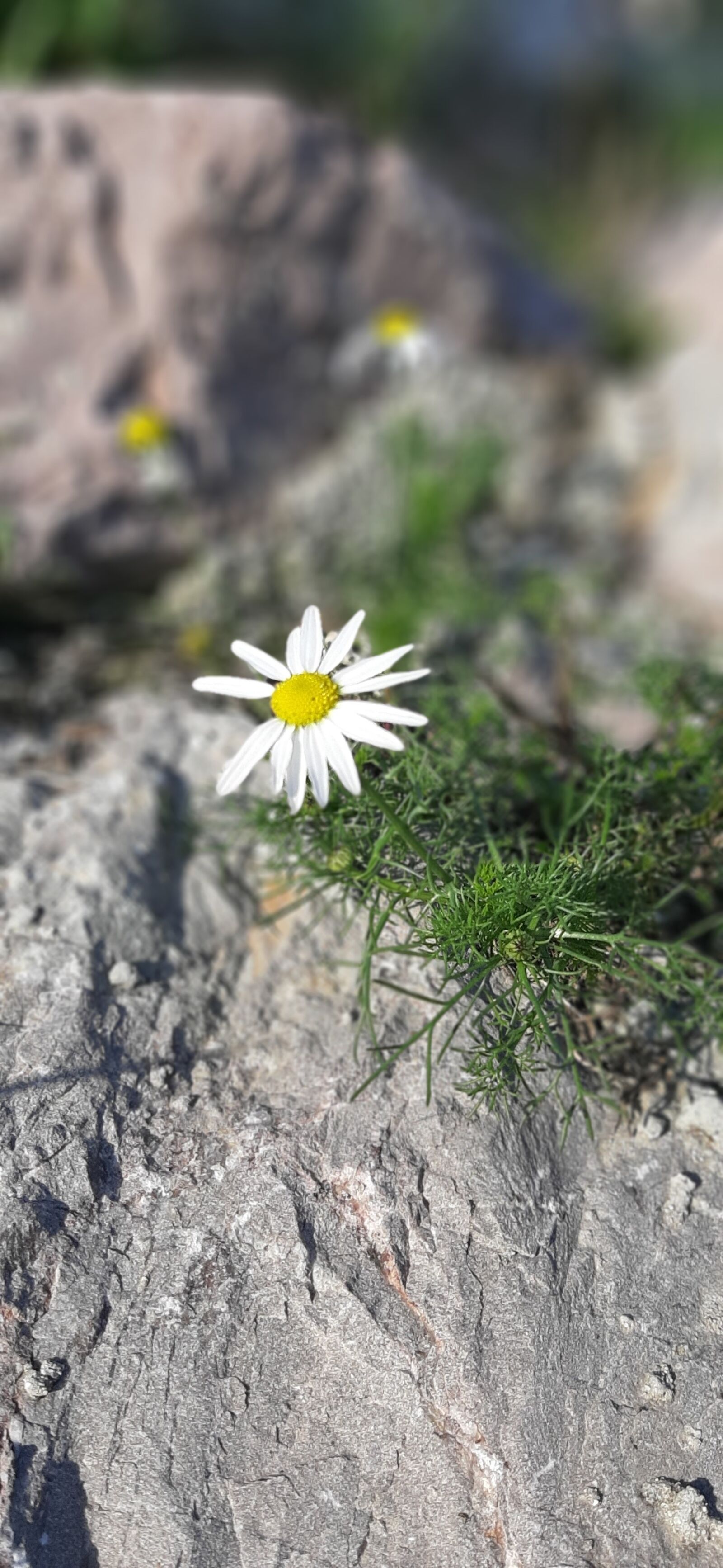 Samsung Galaxy A50 sample photo. Flowers, nature, garden photography