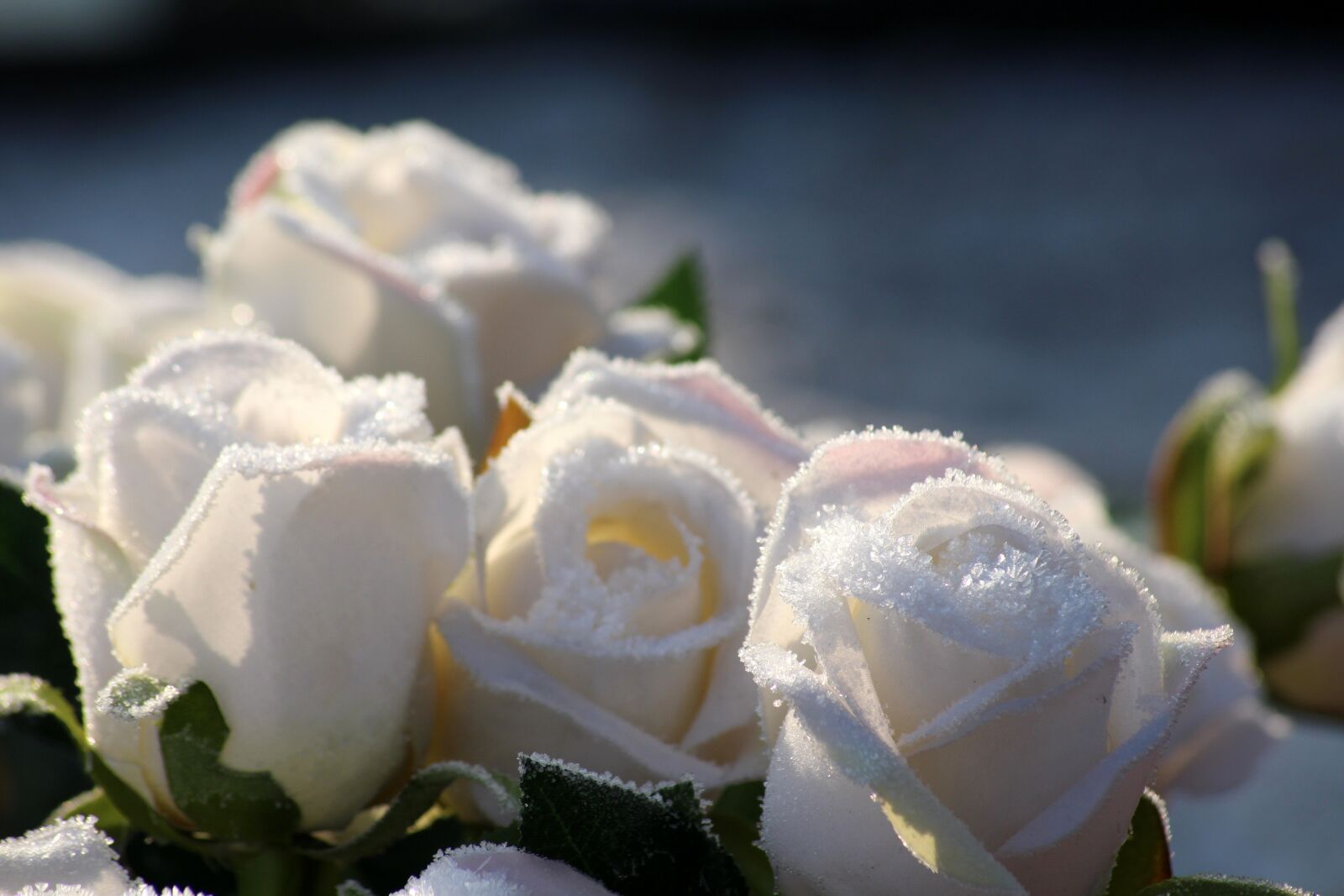 Canon EOS 1200D (EOS Rebel T5 / EOS Kiss X70 / EOS Hi) sample photo. Roses, flowers, winter photography