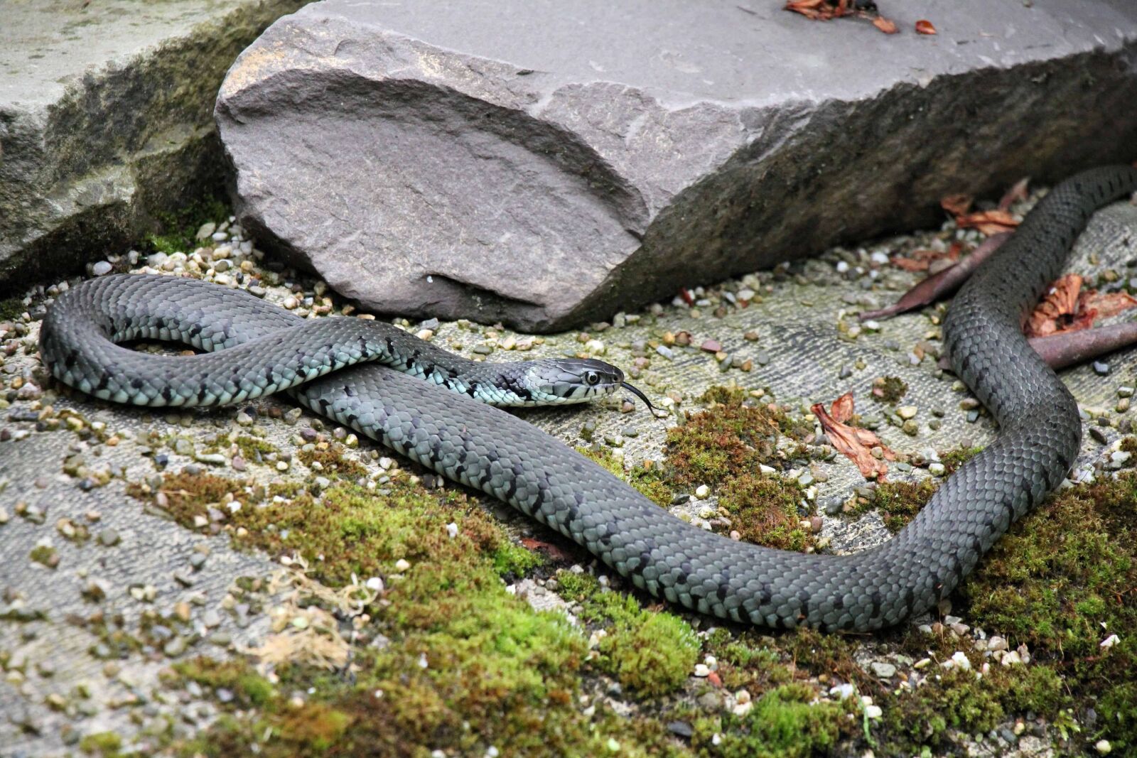 Canon EOS 550D (EOS Rebel T2i / EOS Kiss X4) sample photo. Moss, outdoor, snake, animal photography