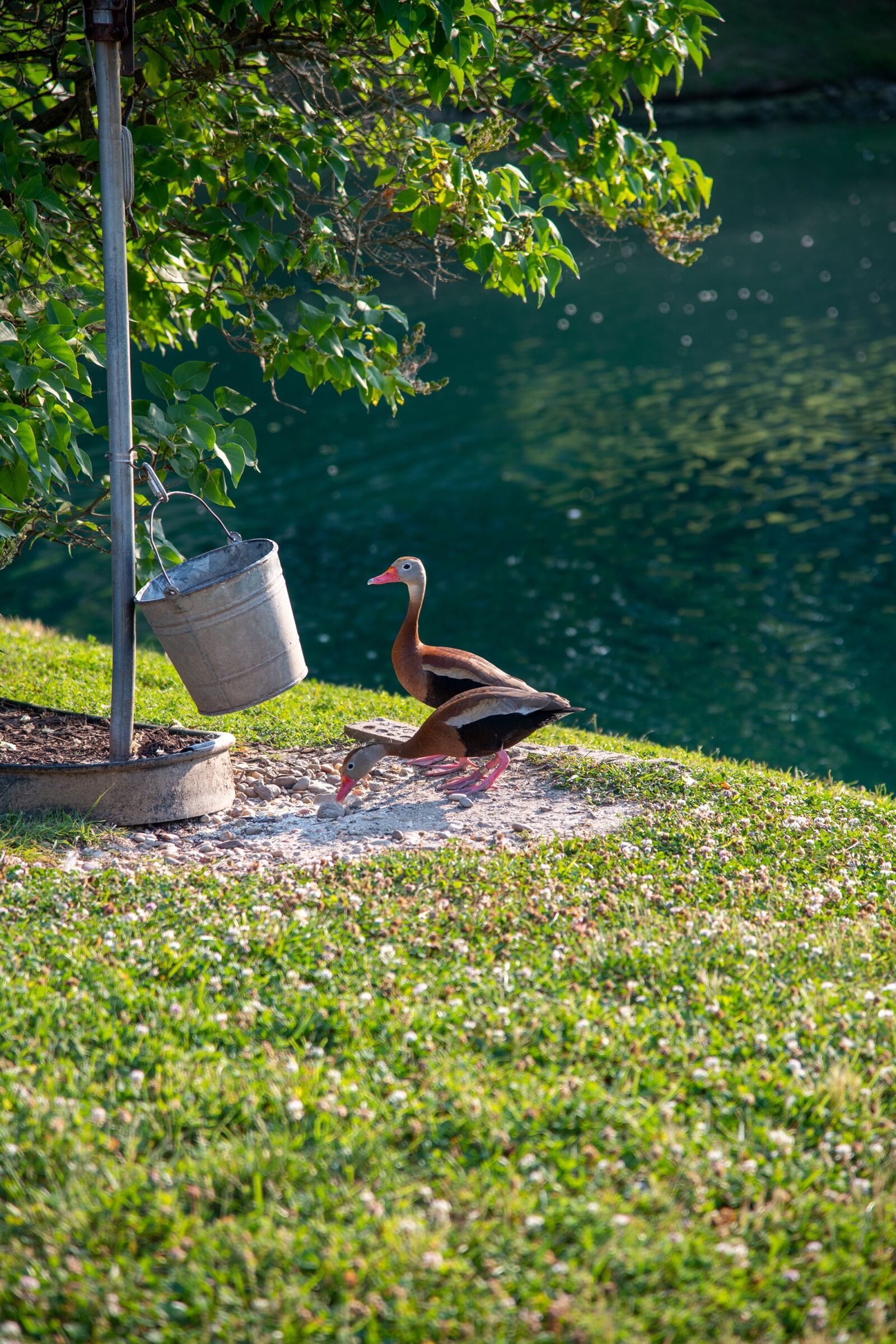 Nikon D850 sample photo. Ducks, black-bellied whistling duck photography