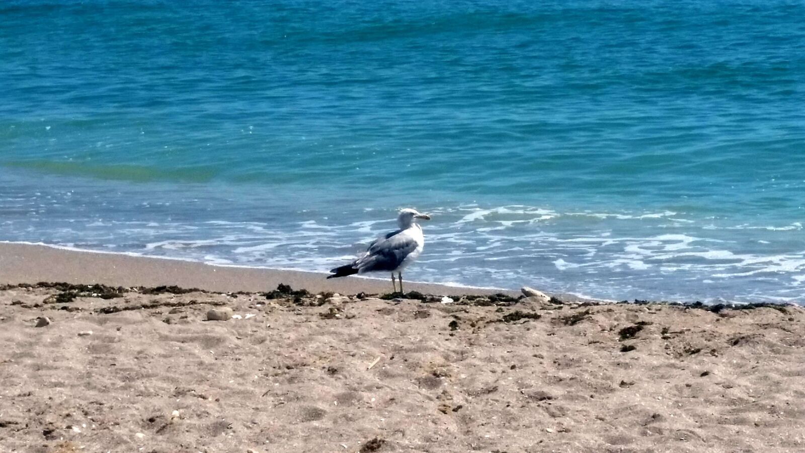 Samsung Galaxy S5 sample photo. United, black, seagull photography
