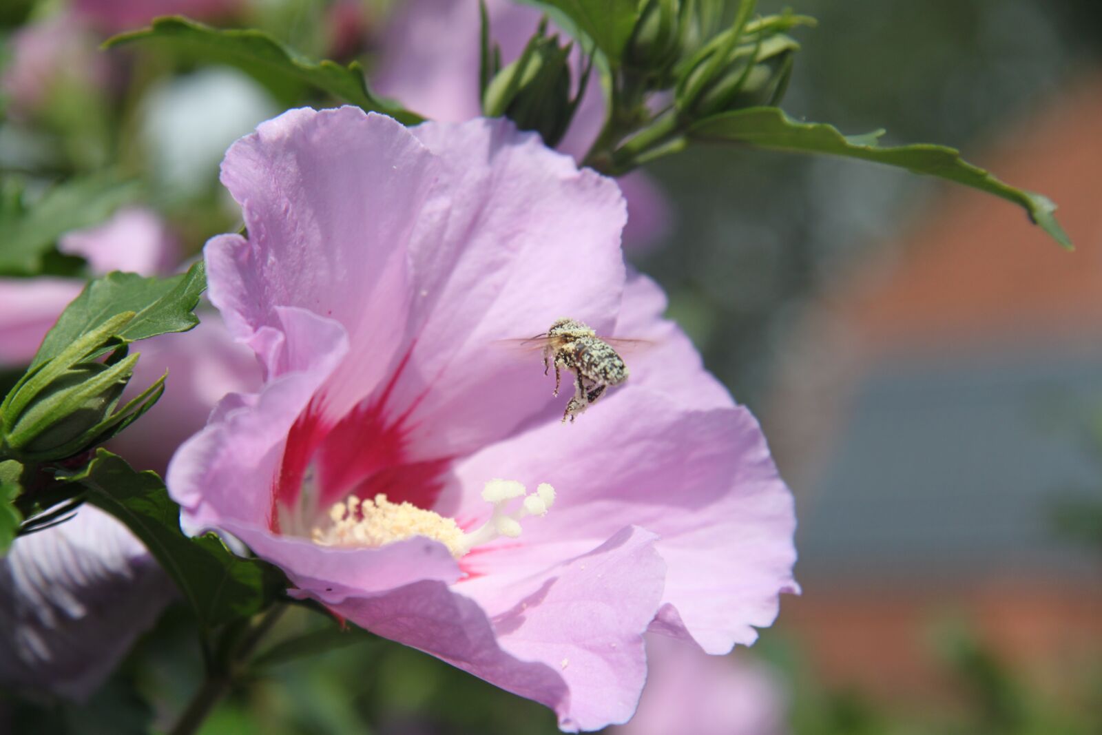 Canon EOS 500D (EOS Rebel T1i / EOS Kiss X3) sample photo. Hibiscus, blossom, bloom photography