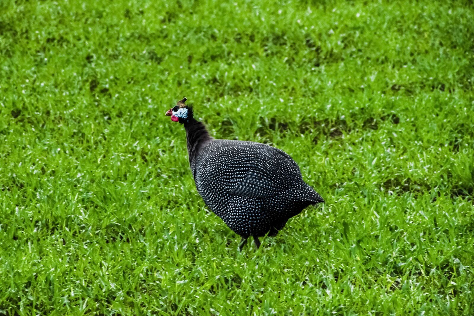 Canon PowerShot SX400 IS sample photo. Helmeted guineafowl, numida meleagris photography
