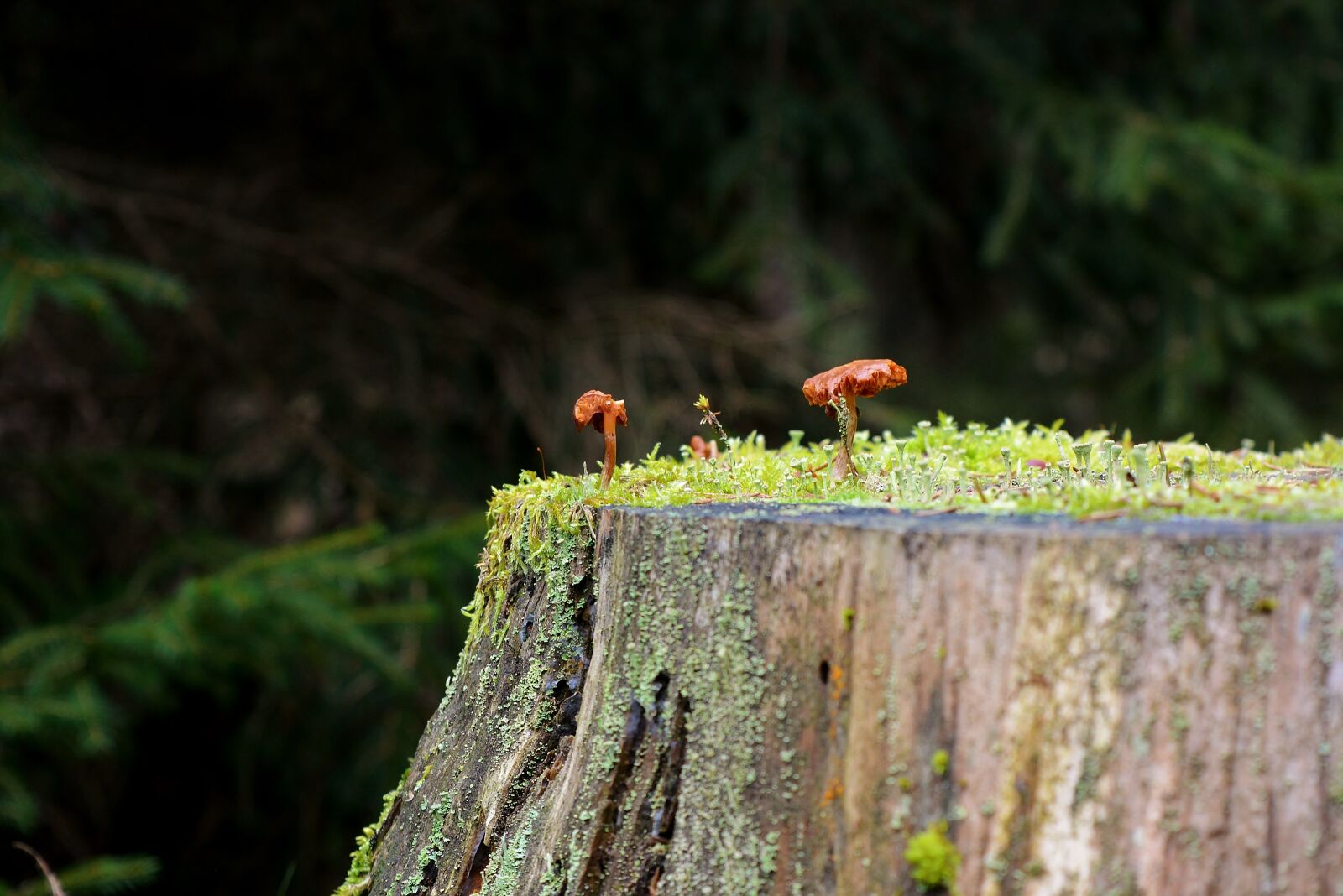 Nikon D5200 sample photo. Mushrooms, forest, autumn photography