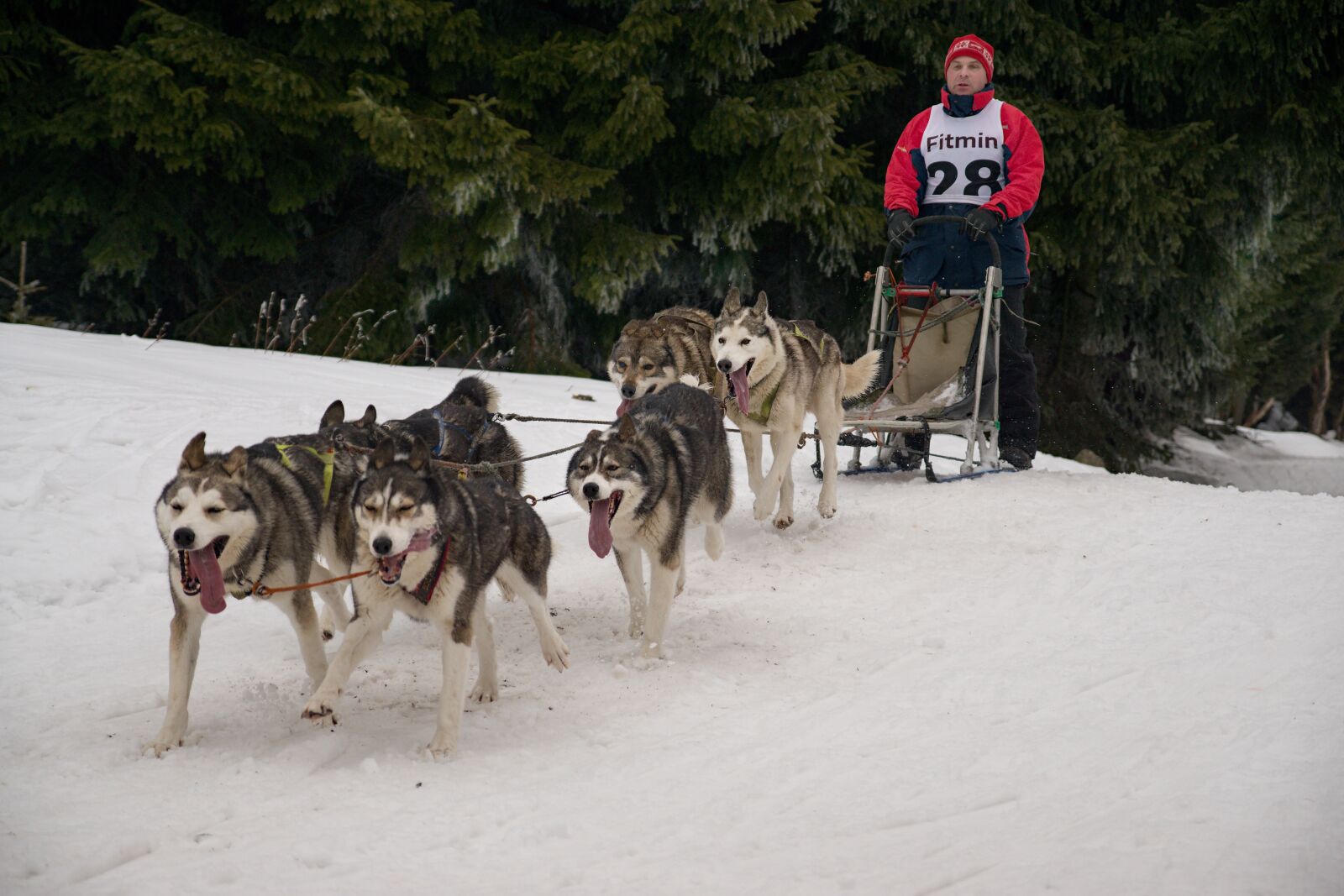 Sony ILCA-77M2 sample photo. Snow, races, sled photography