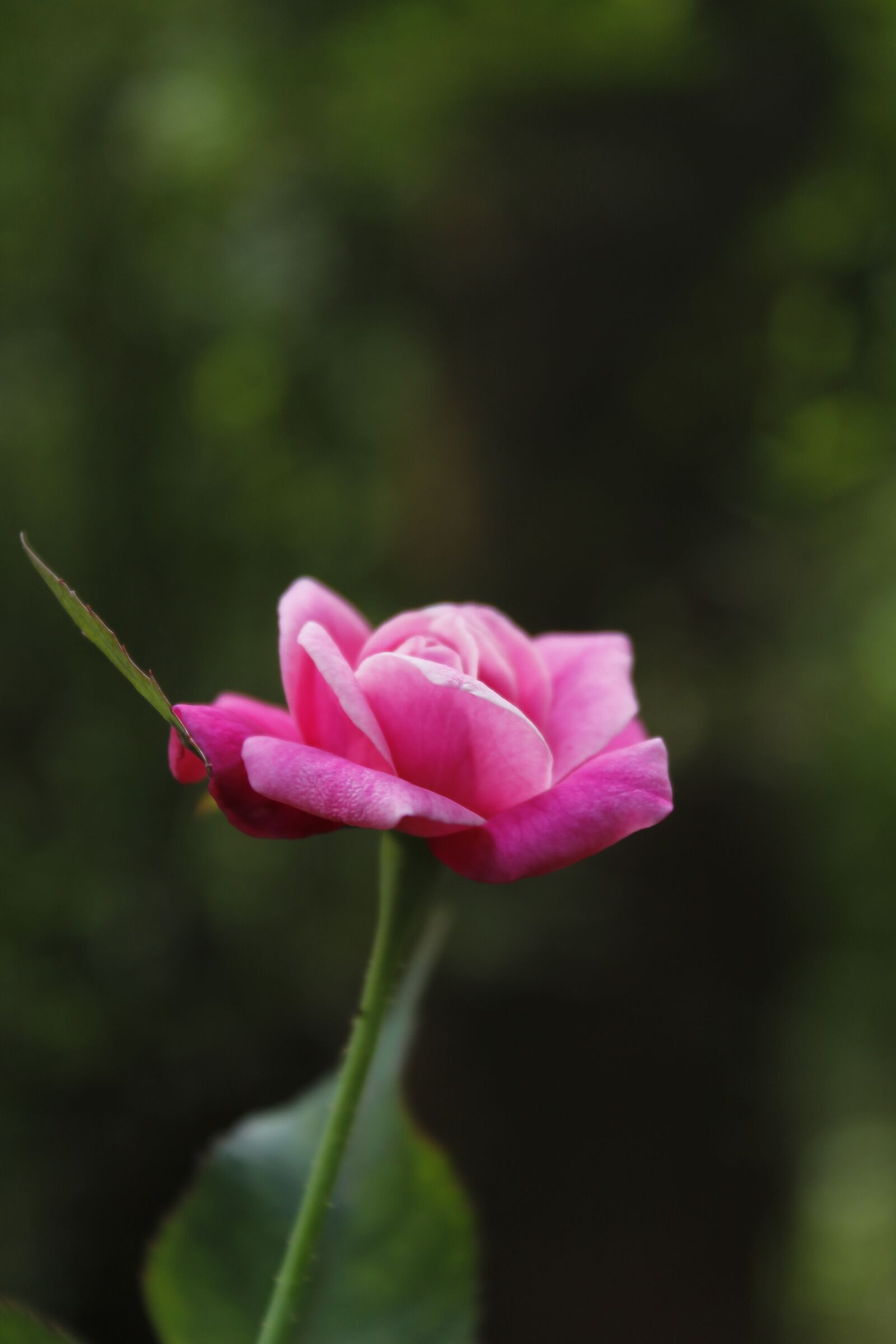 Canon EOS 4000D (EOS Rebel T100 / EOS 3000D) + Canon EF-S 18-55mm F3.5-5.6 IS II sample photo. Rose, pink rose, flower photography