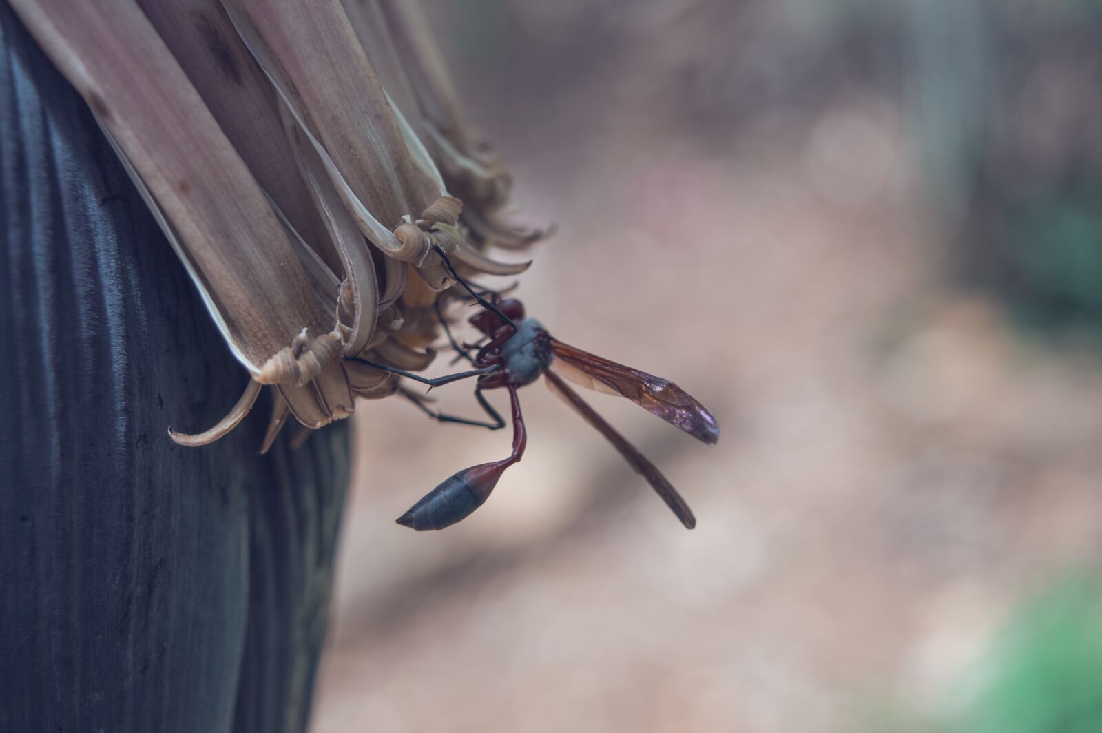 Nikon D3200 sample photo. Insect, nature, animal photography
