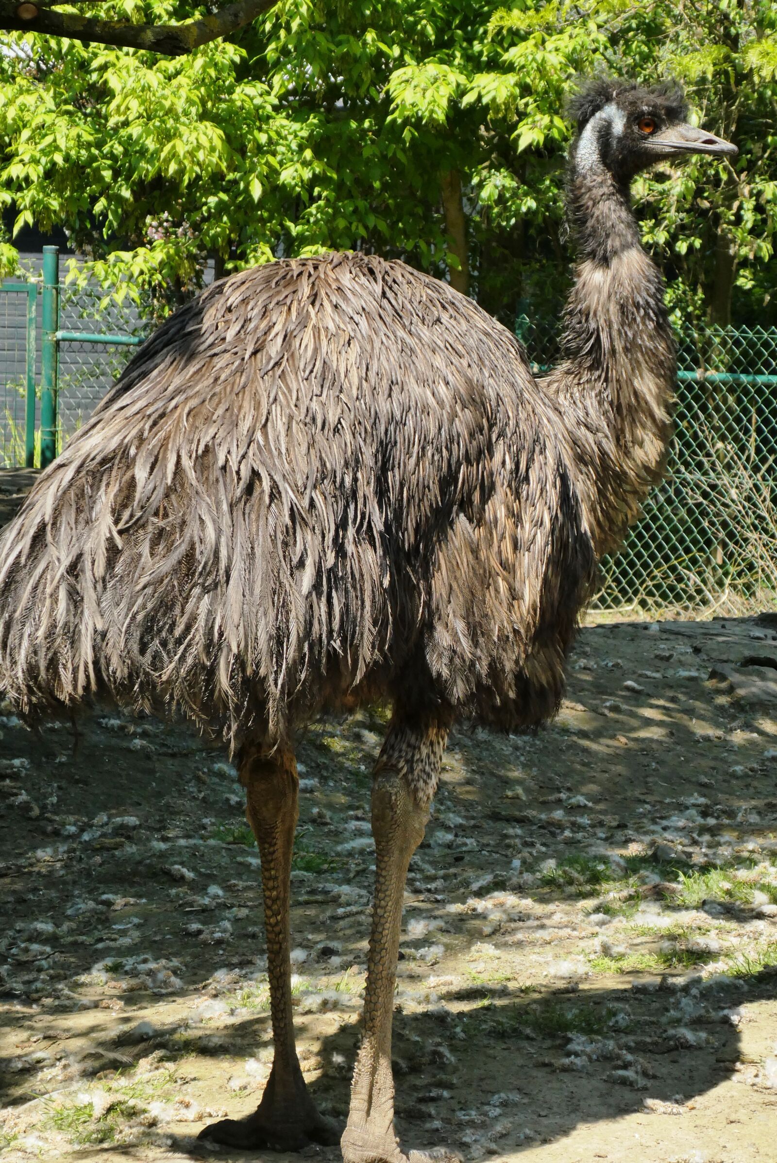 Panasonic Lumix DC-ZS70 (Lumix DC-TZ90) sample photo. Emu, zoo, planckendael photography