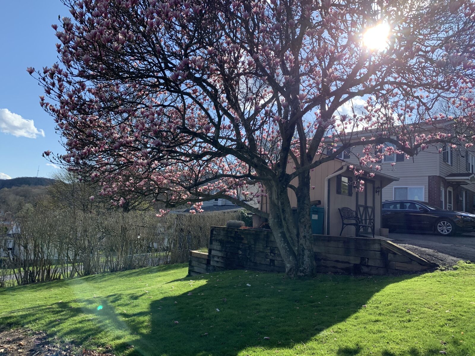 Apple iPhone XR sample photo. Spring, tree, bloom photography