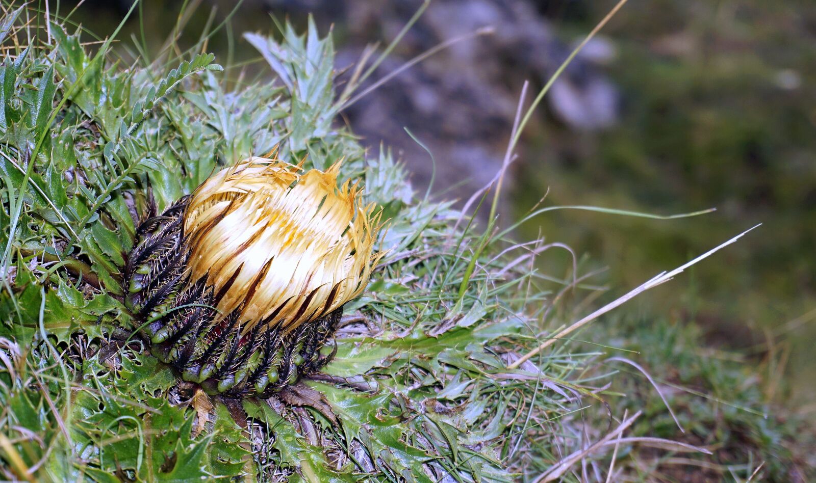 Sony a6000 sample photo. Thistle, hawthorn, thorny photography