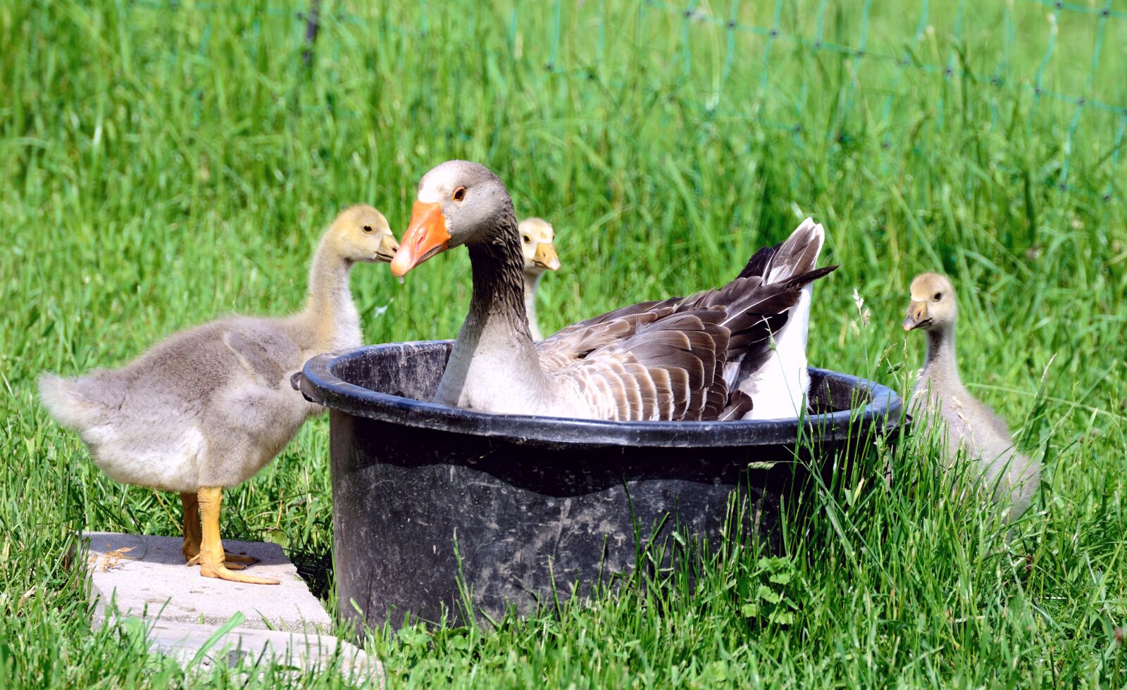 Nikon D610 sample photo. Goslings, geese, chicks photography