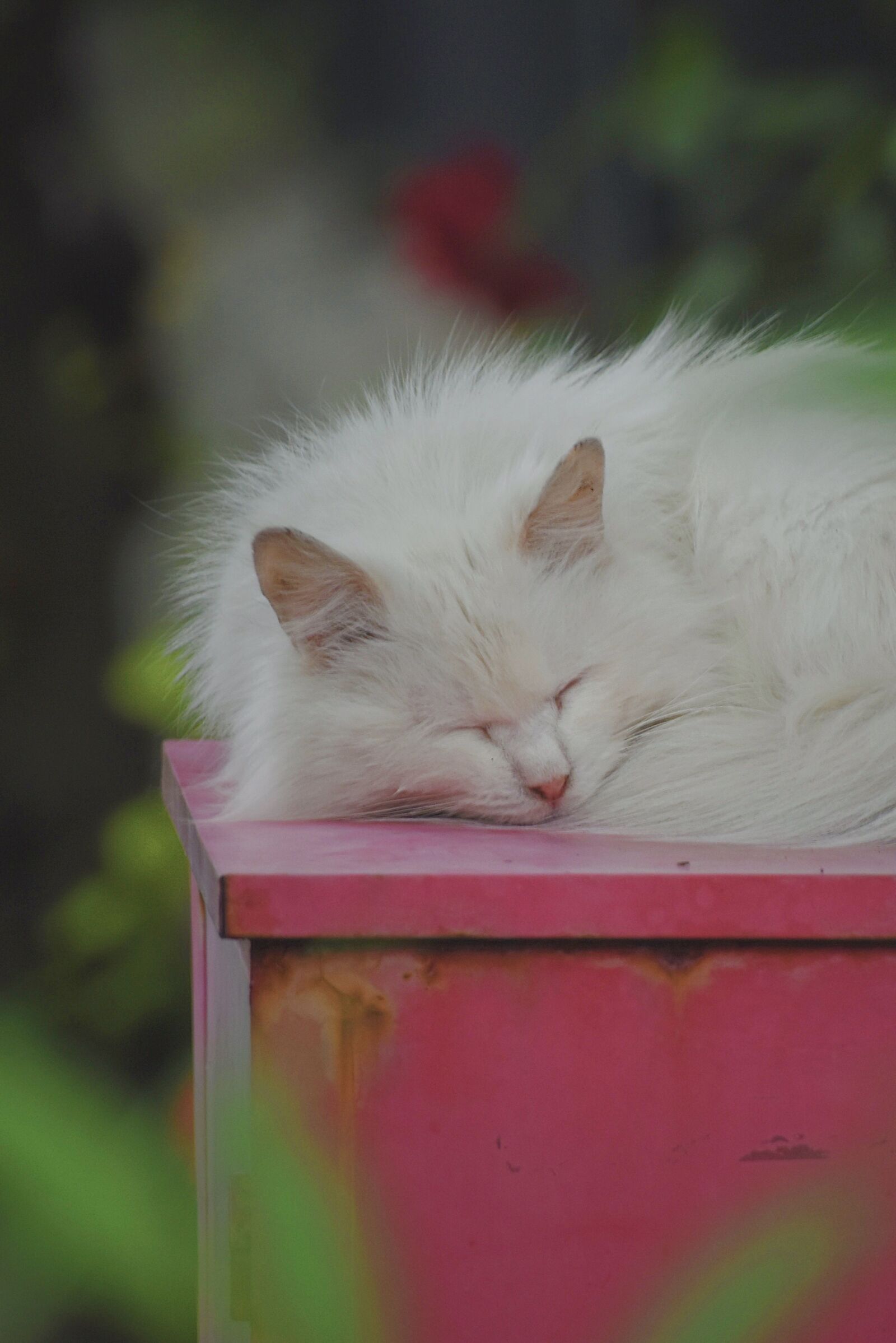Nikon D7200 sample photo. Cat, cute, animal photography