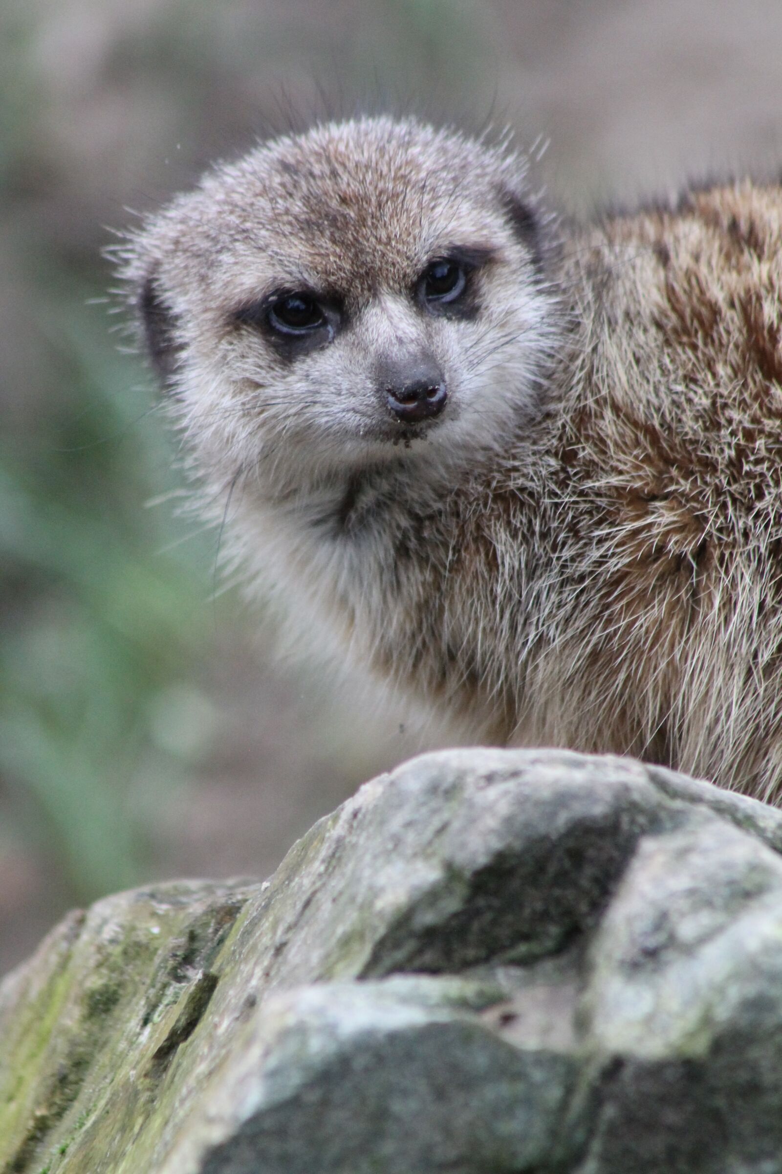 Canon EF 75-300mm f/4-5.6 sample photo. Animal, zoo, meerkat photography