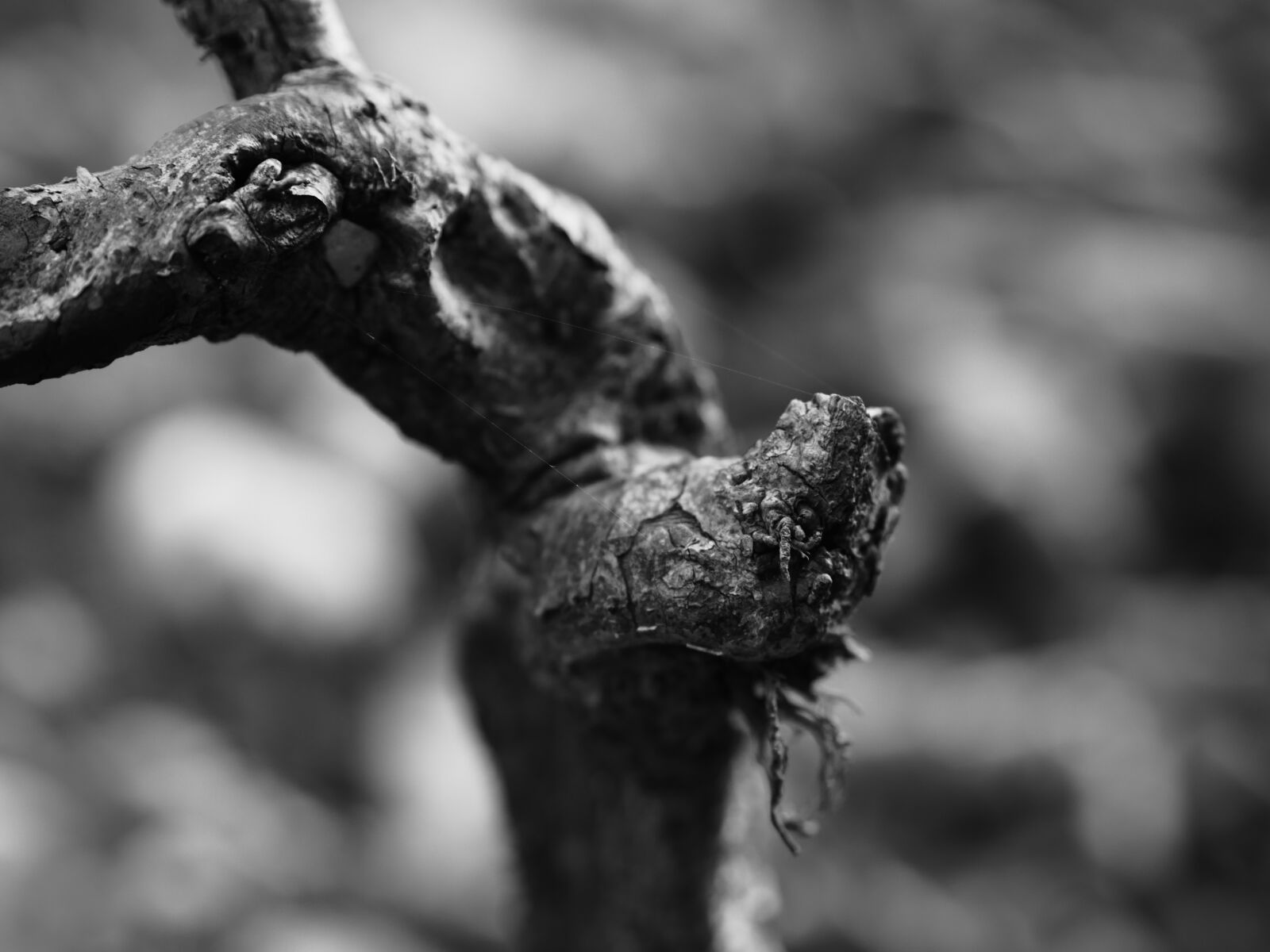Panasonic Lumix DMC-GH4 sample photo. Wood, tree, black and photography