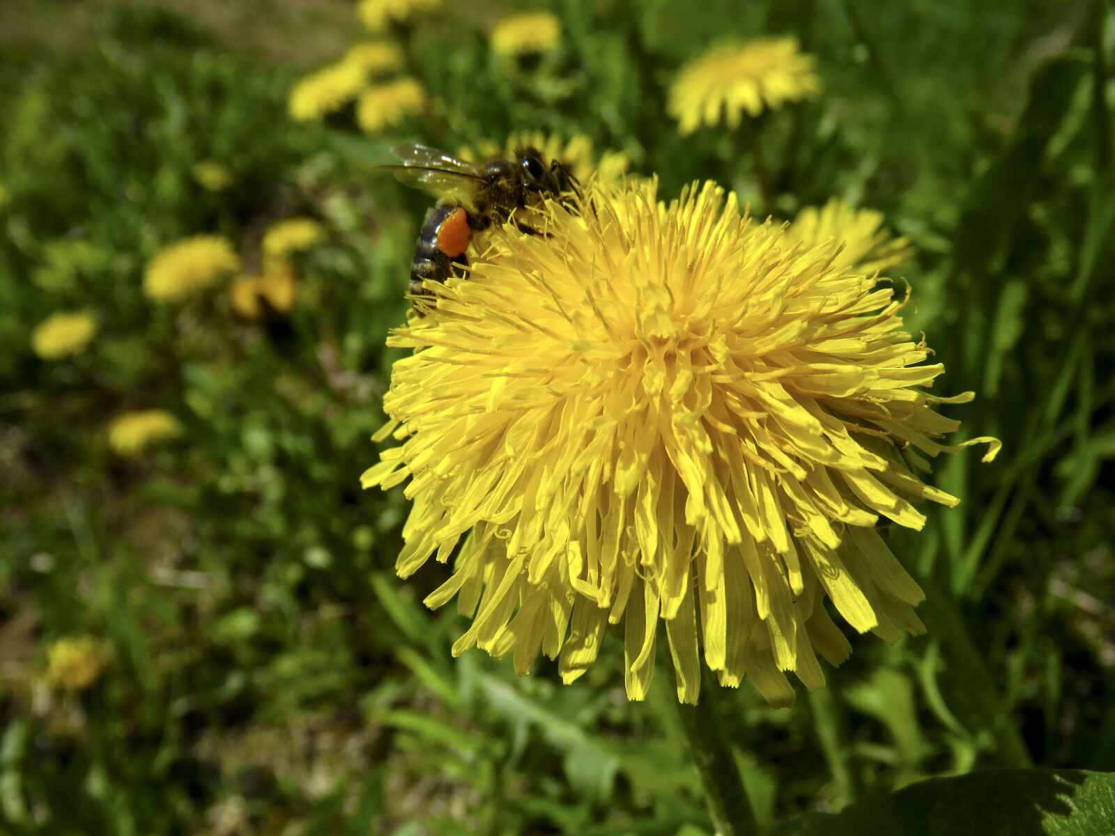 Canon PowerShot SX60 HS sample photo. Dandelion, flower, yellow photography