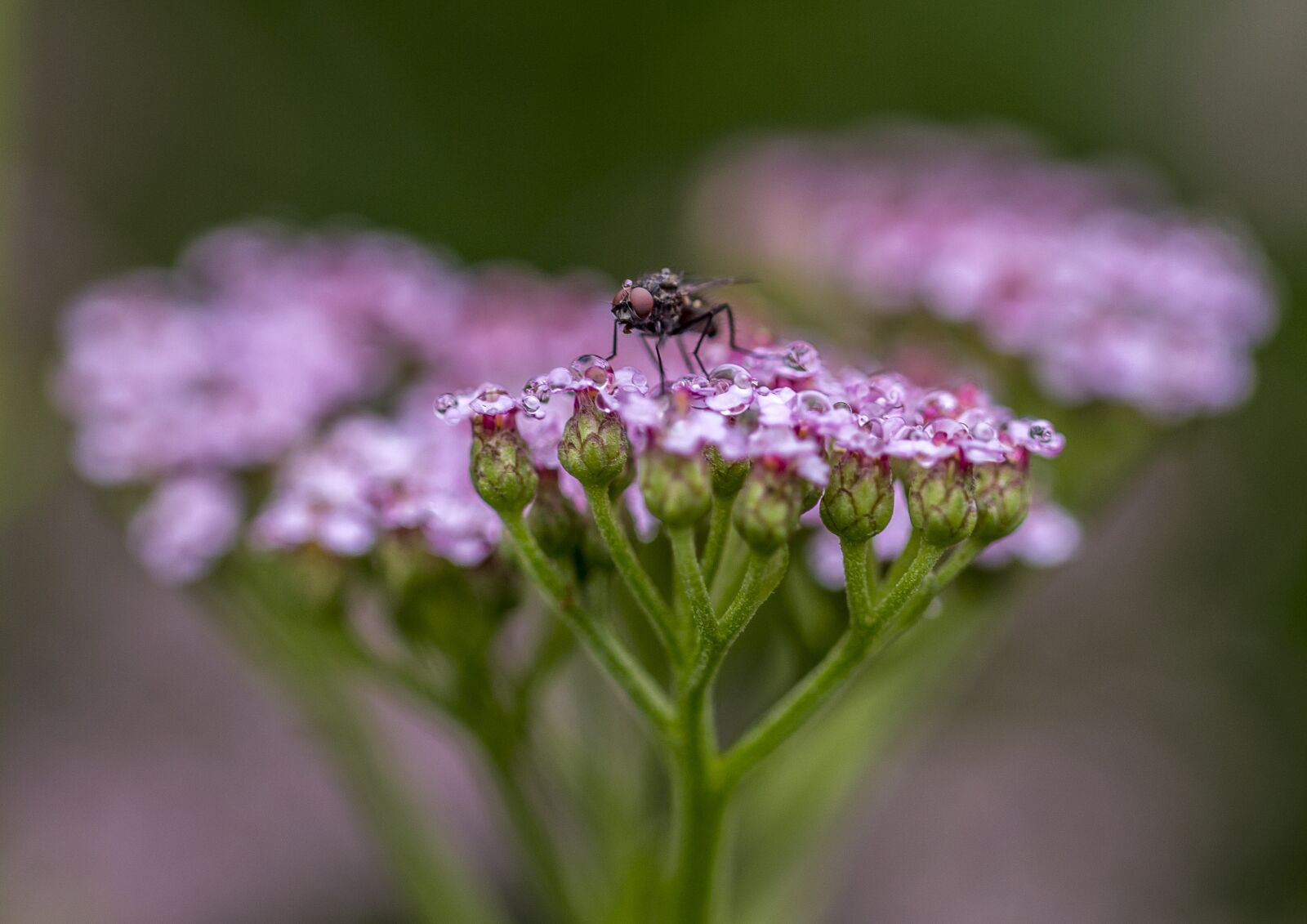 Canon EF 100mm F2.8L Macro IS USM sample photo. Flower, nature, plant photography