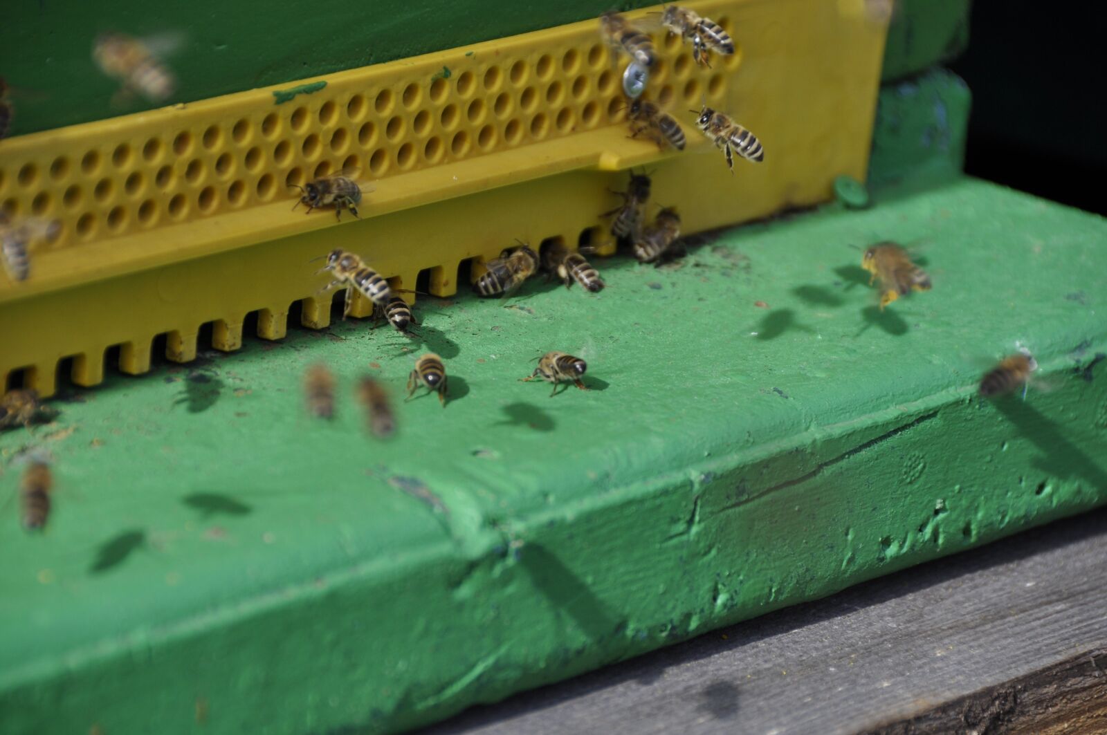 Nikon D90 sample photo. Bees, flight, beehive photography