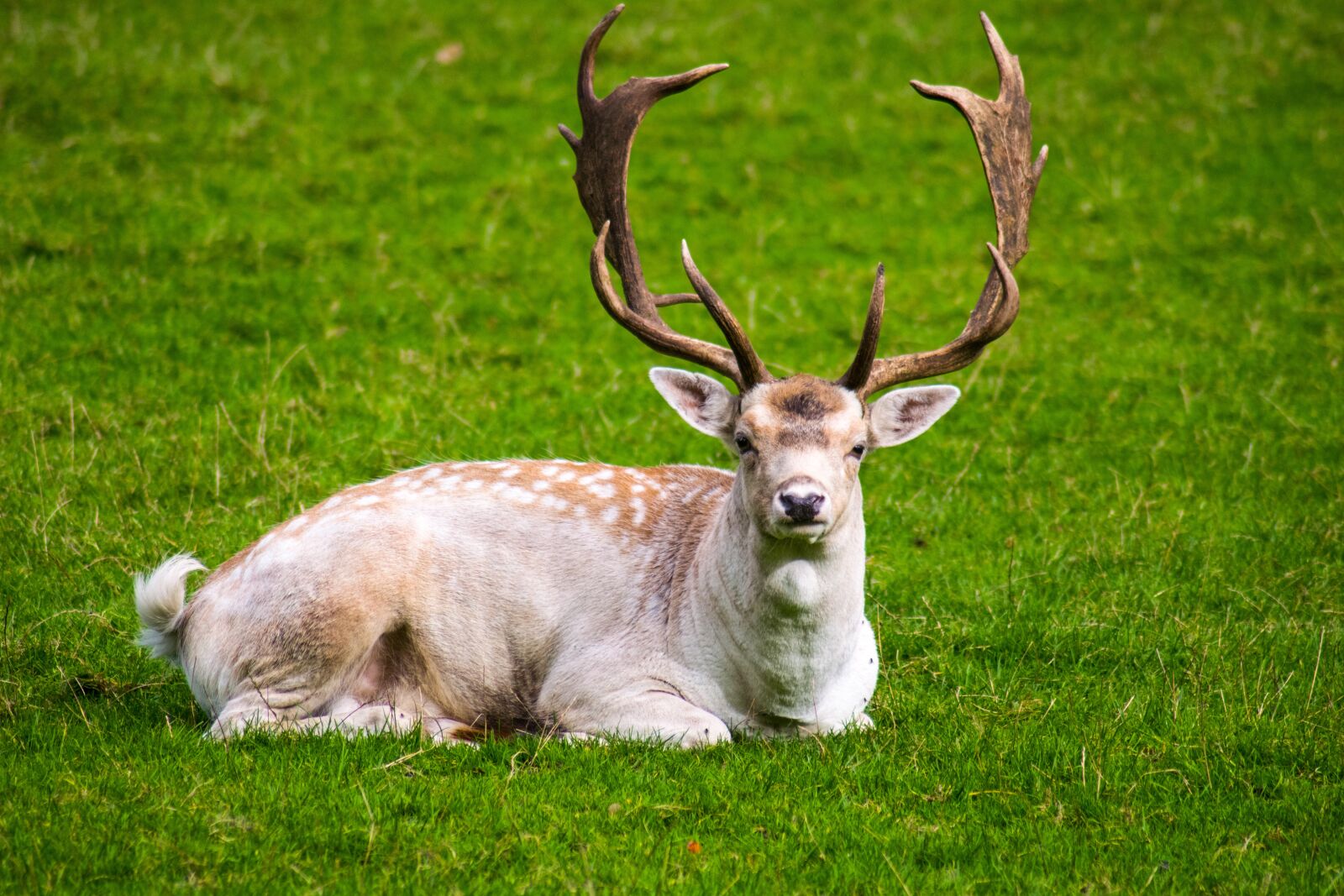 Nikon D3300 sample photo. Grass, mammal, deer photography