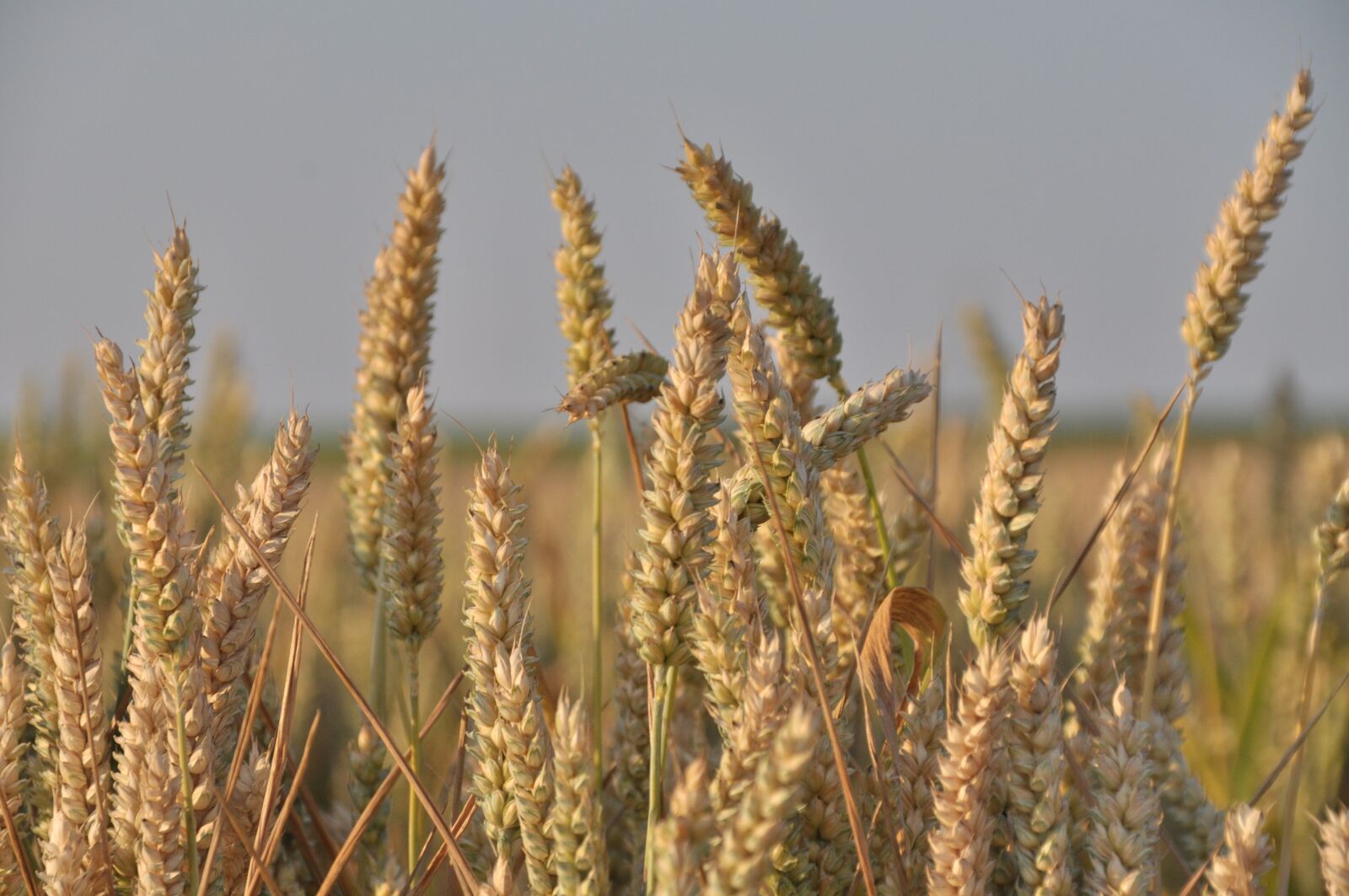 Nikon D5000 sample photo. Nature, cereals, golden yellow photography