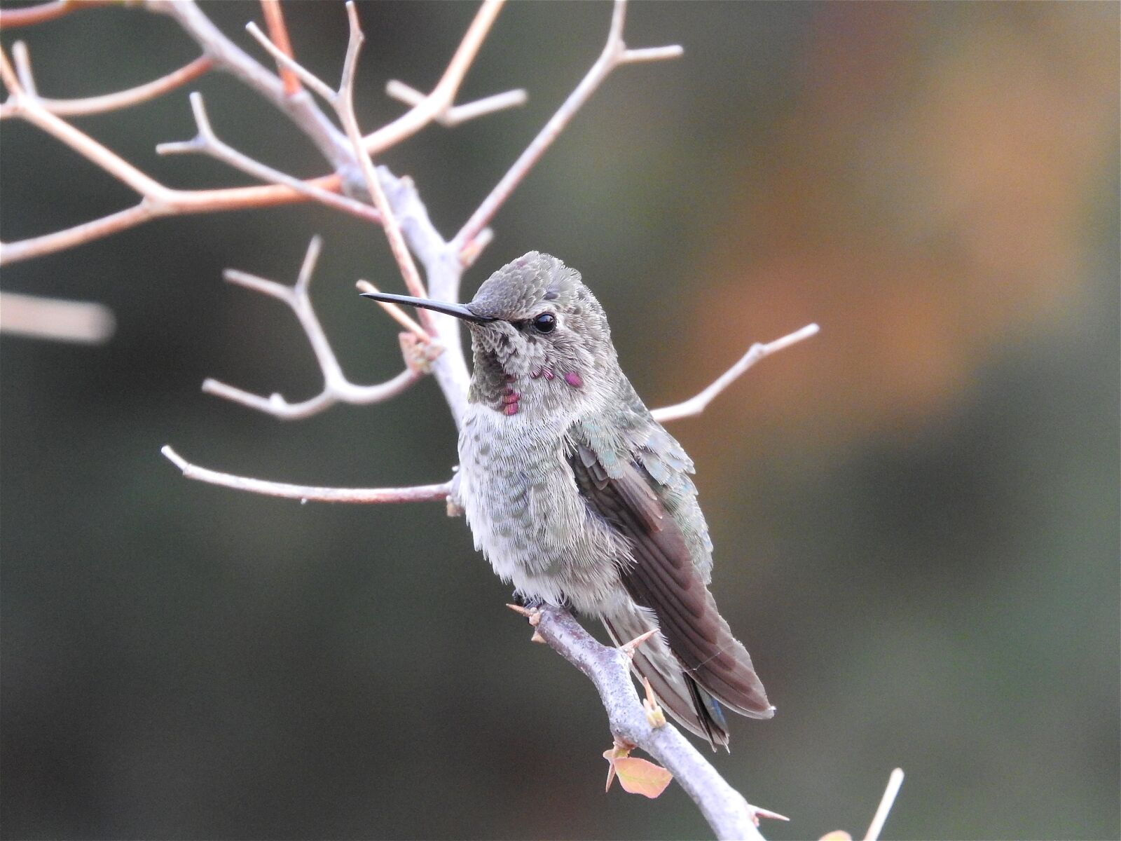 Nikon Coolpix P610 sample photo. Hummingbird, anna's hummingbird, bird photography