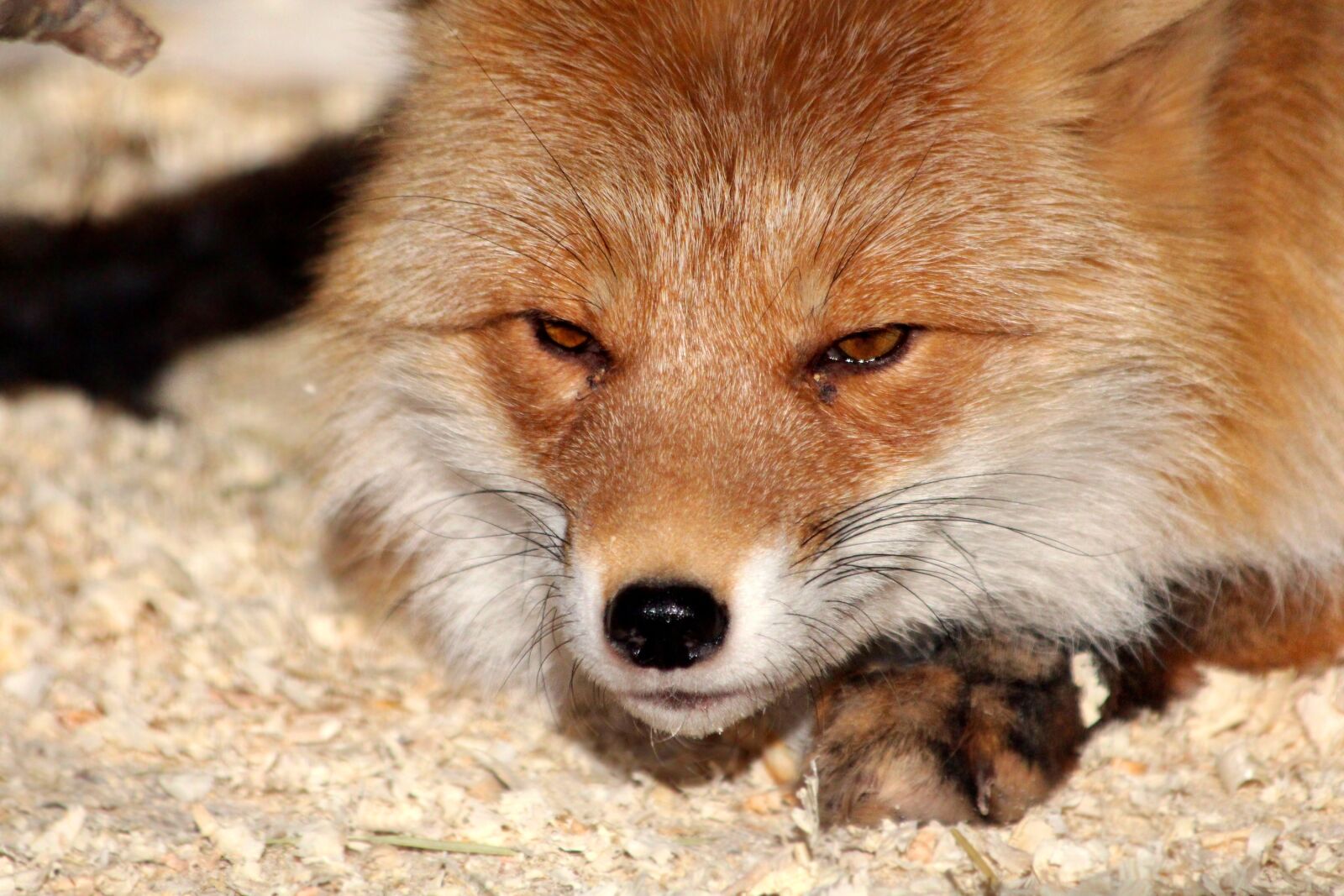 Canon EOS 650D (EOS Rebel T4i / EOS Kiss X6i) sample photo. Fox, snout, portrait photography