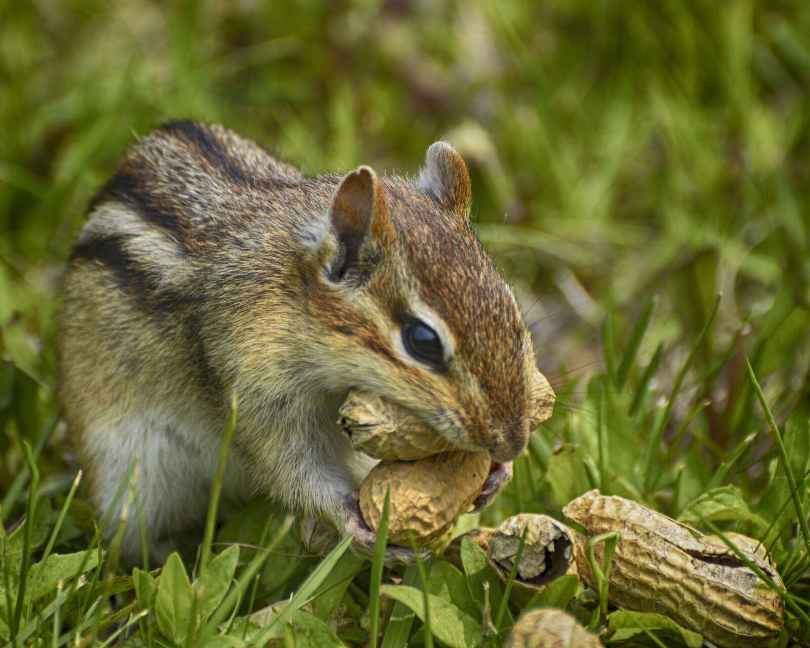 Nikon D7000 sample photo. Hungry chipmunk, green grass photography