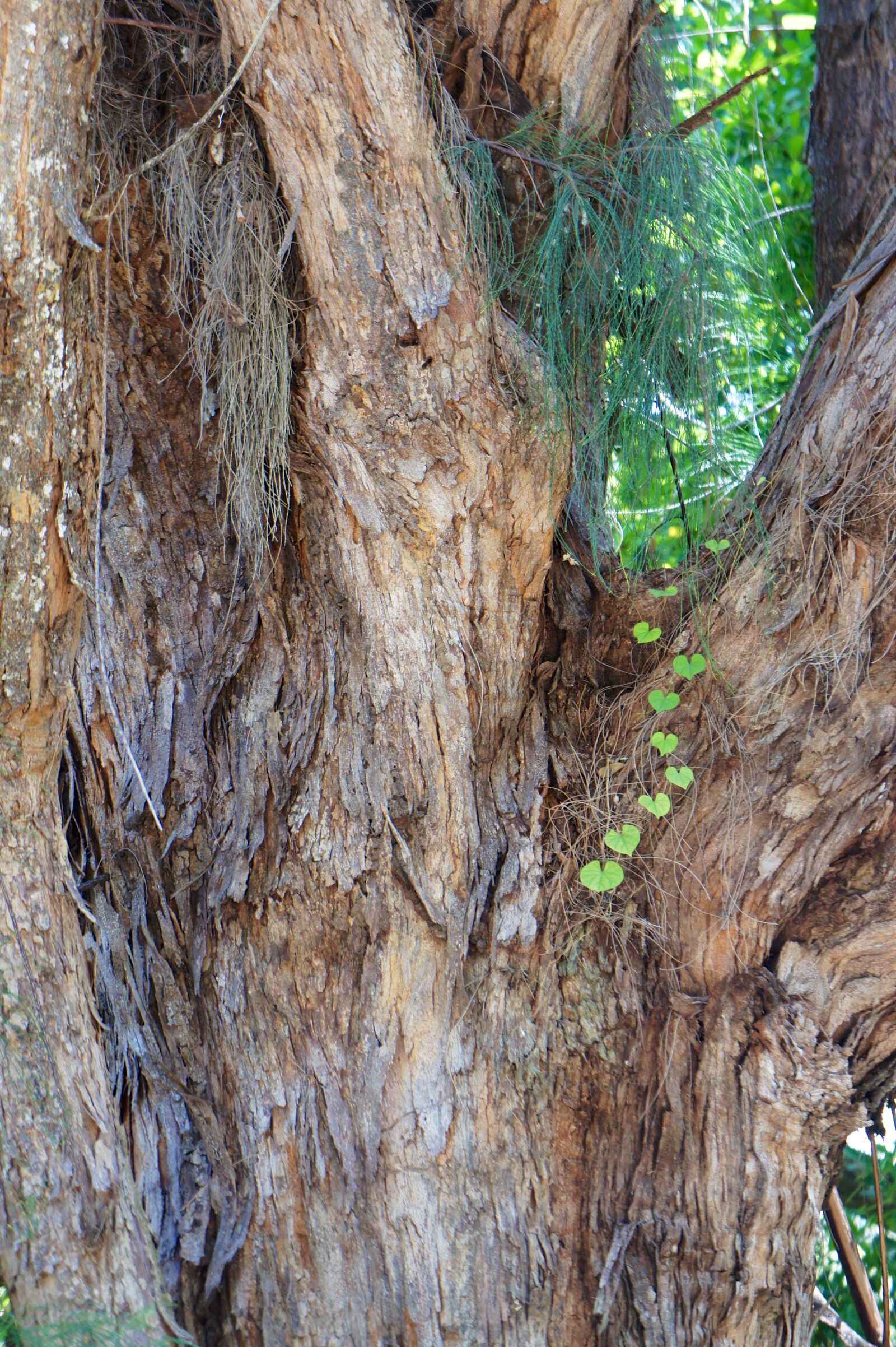 Sony Alpha NEX-5 sample photo. Tribe, tree, crown photography