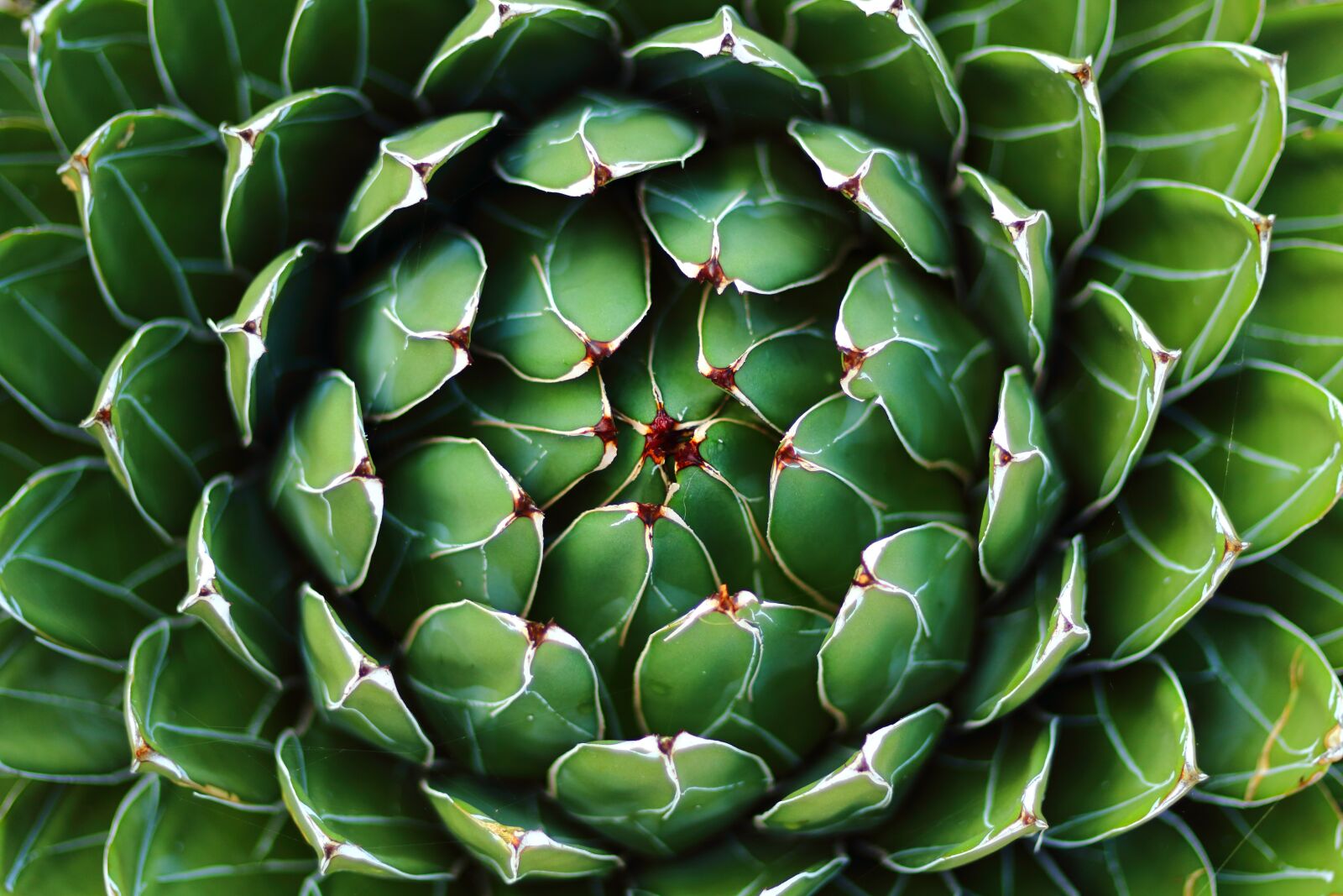 Canon EOS 100D (EOS Rebel SL1 / EOS Kiss X7) + Canon EF 50mm F1.8 STM sample photo. Agave, geometric, plant photography