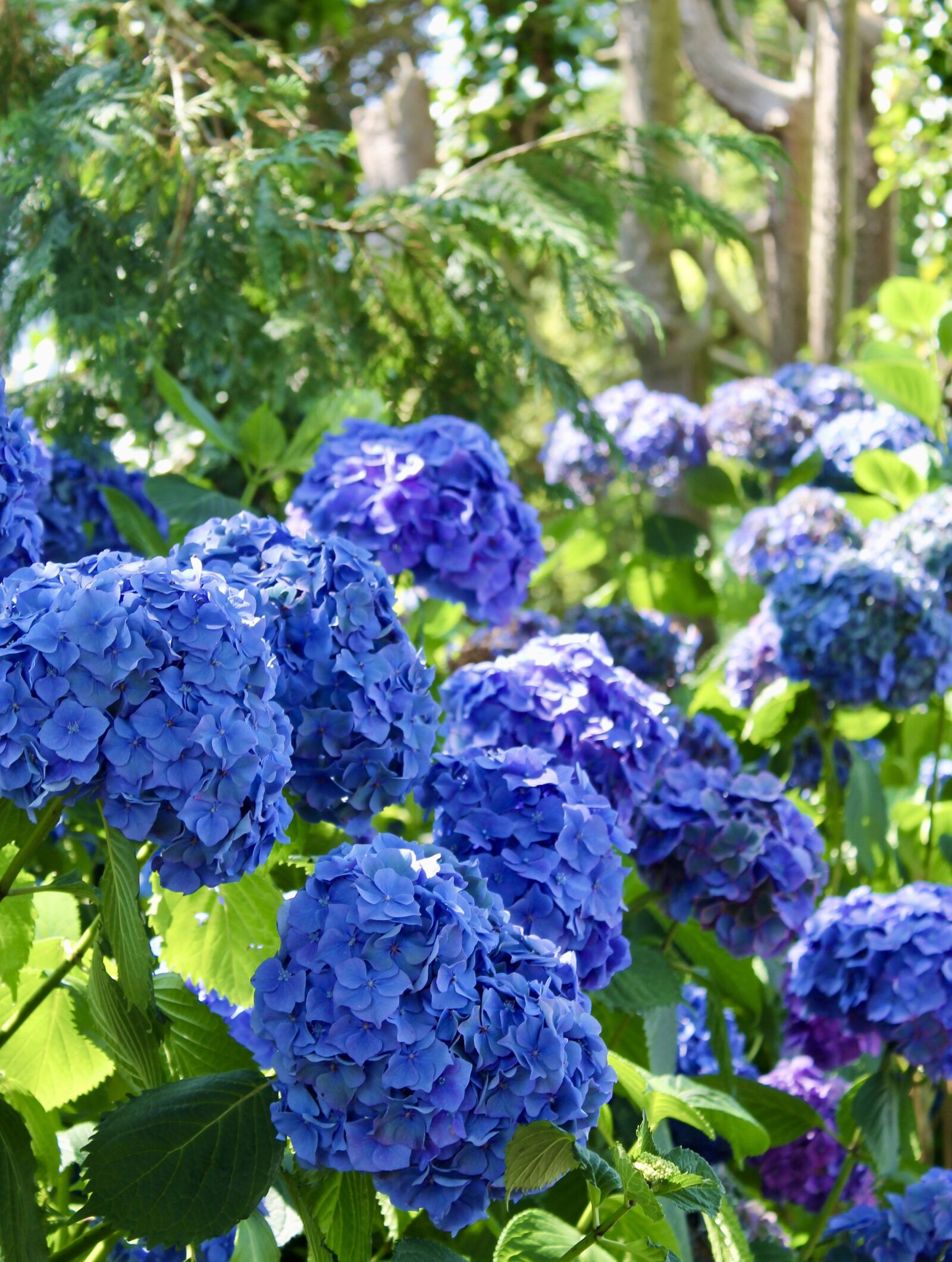 Canon EOS 1100D (EOS Rebel T3 / EOS Kiss X50) sample photo. Flower, nature, bloom photography