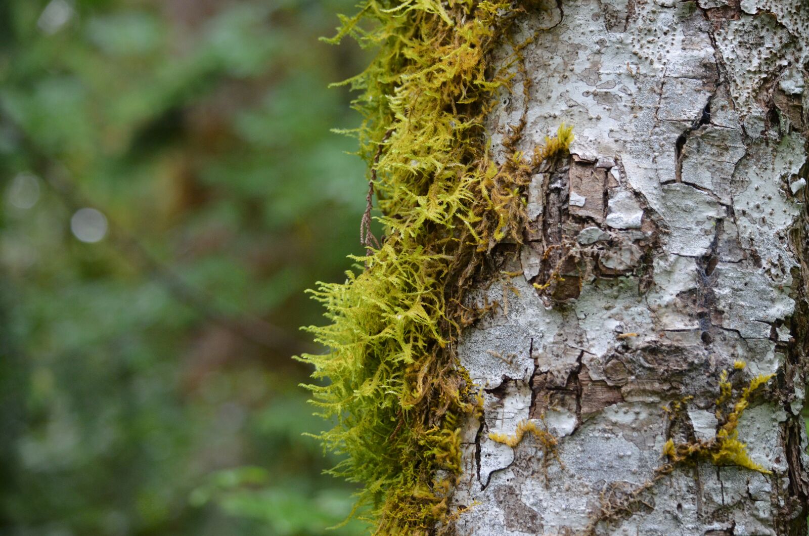 Nikon D5100 sample photo. Tree, forest, nature photography