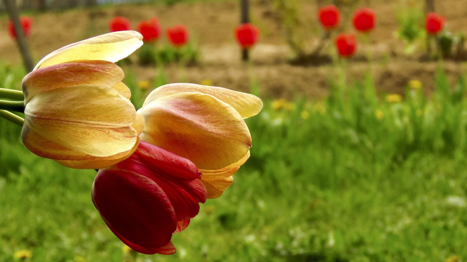 Canon PowerShot SX60 HS sample photo. Tulips, cut, flowers photography