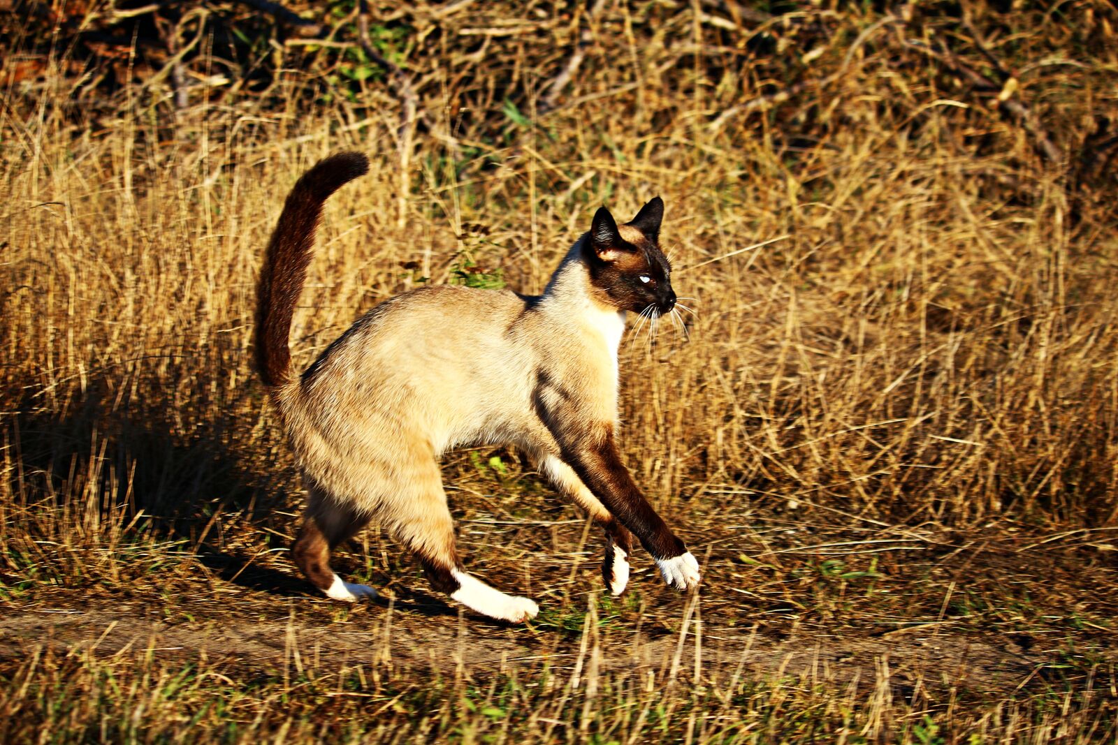 Canon EOS 100D (EOS Rebel SL1 / EOS Kiss X7) sample photo. Cat, siam, mieze photography