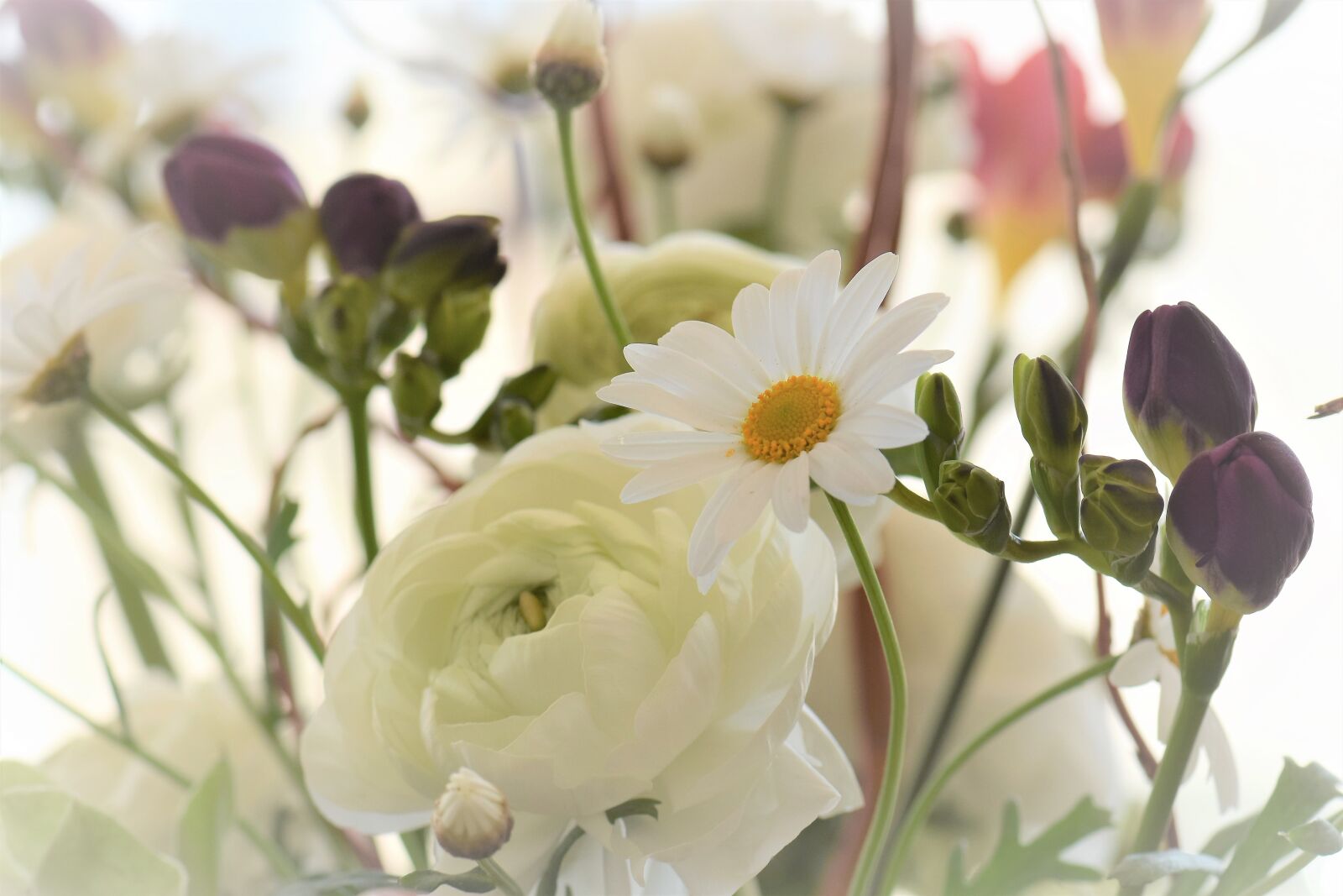 Nikon D5500 sample photo. Flower blossom, leaves, white photography