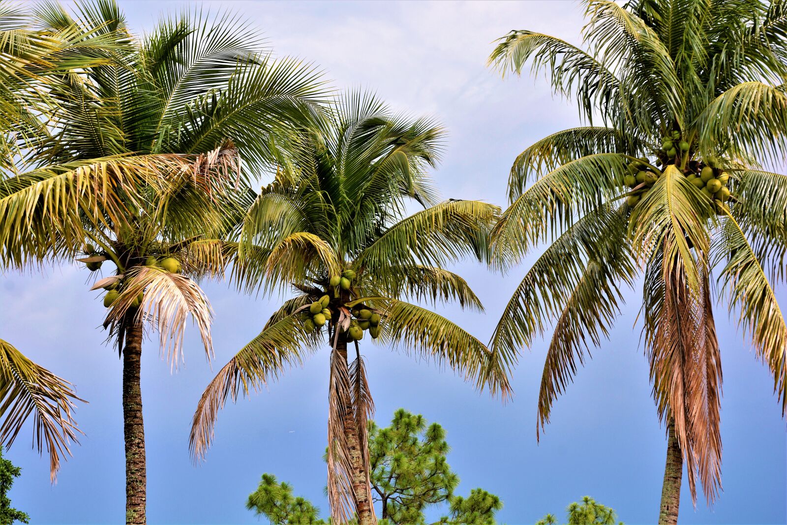 What Did The Hurricane Say To The Coconut Palm Tree