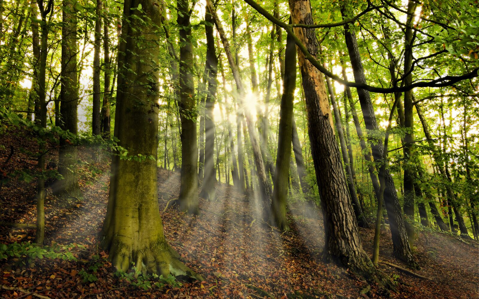 Nikon D5600 sample photo. Forest, autumn forest, trees photography