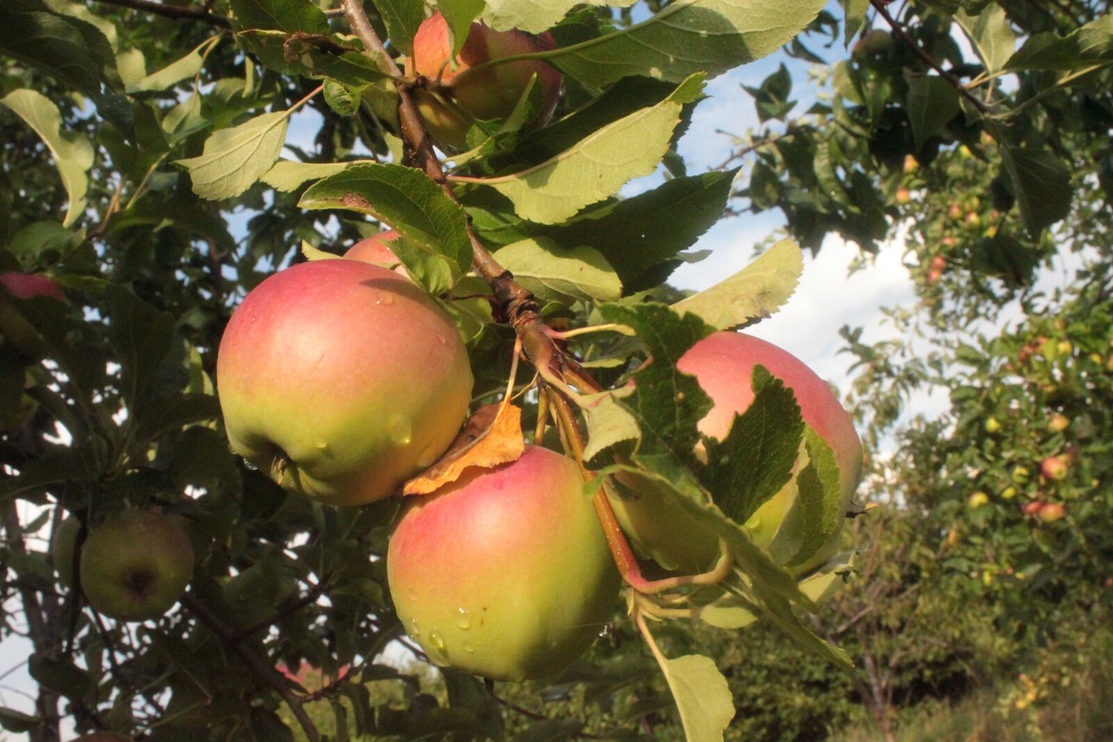 Canon EOS 500D (EOS Rebel T1i / EOS Kiss X3) sample photo. Sad, apples, garden photography
