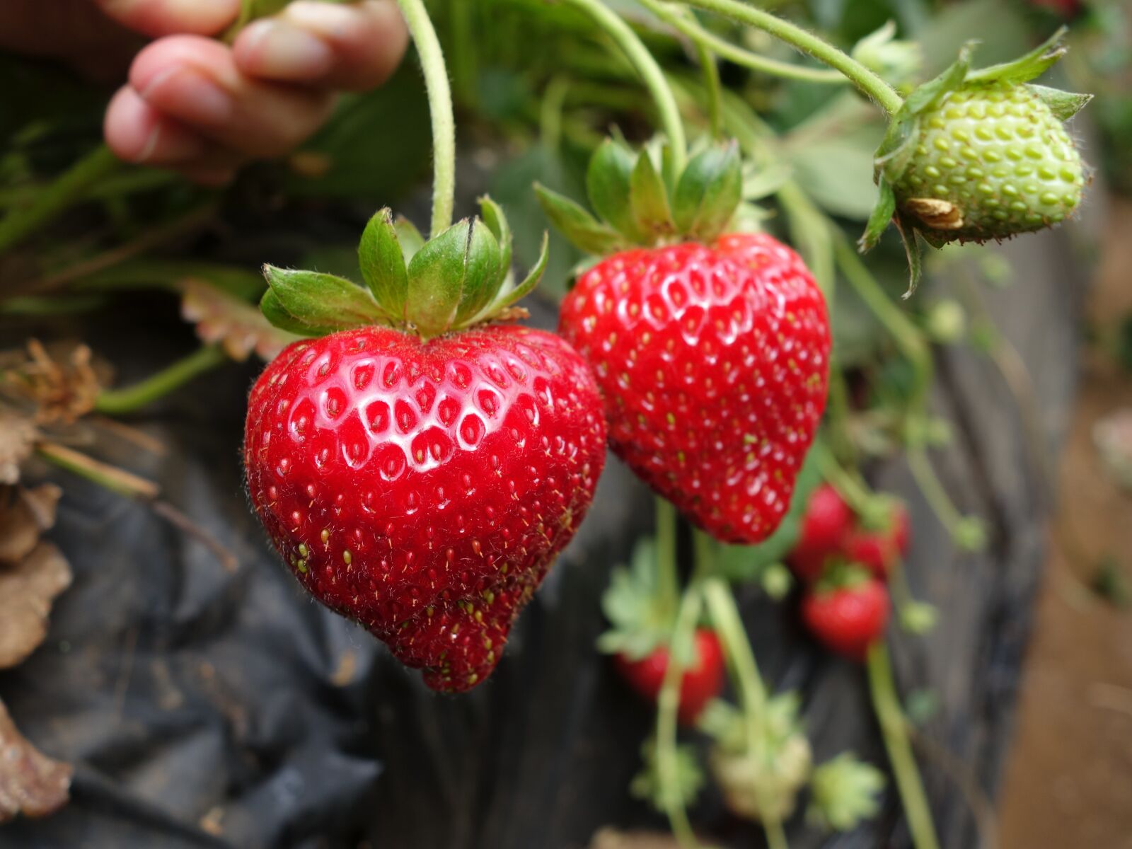 Sony Cyber-shot DSC-RX100 II sample photo. Strawberry, strawberries, fruits photography