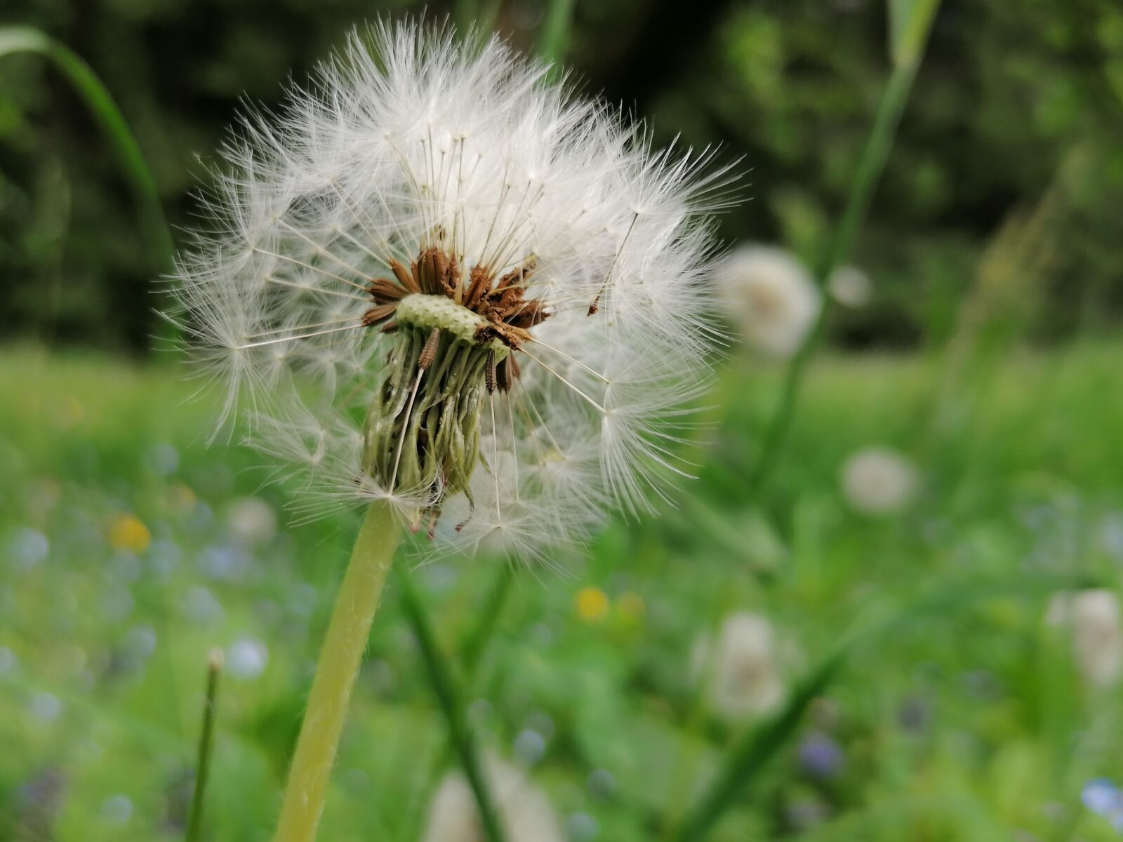 HUAWEI P30 LITE sample photo. Meadow, dandelion, pointed flower photography